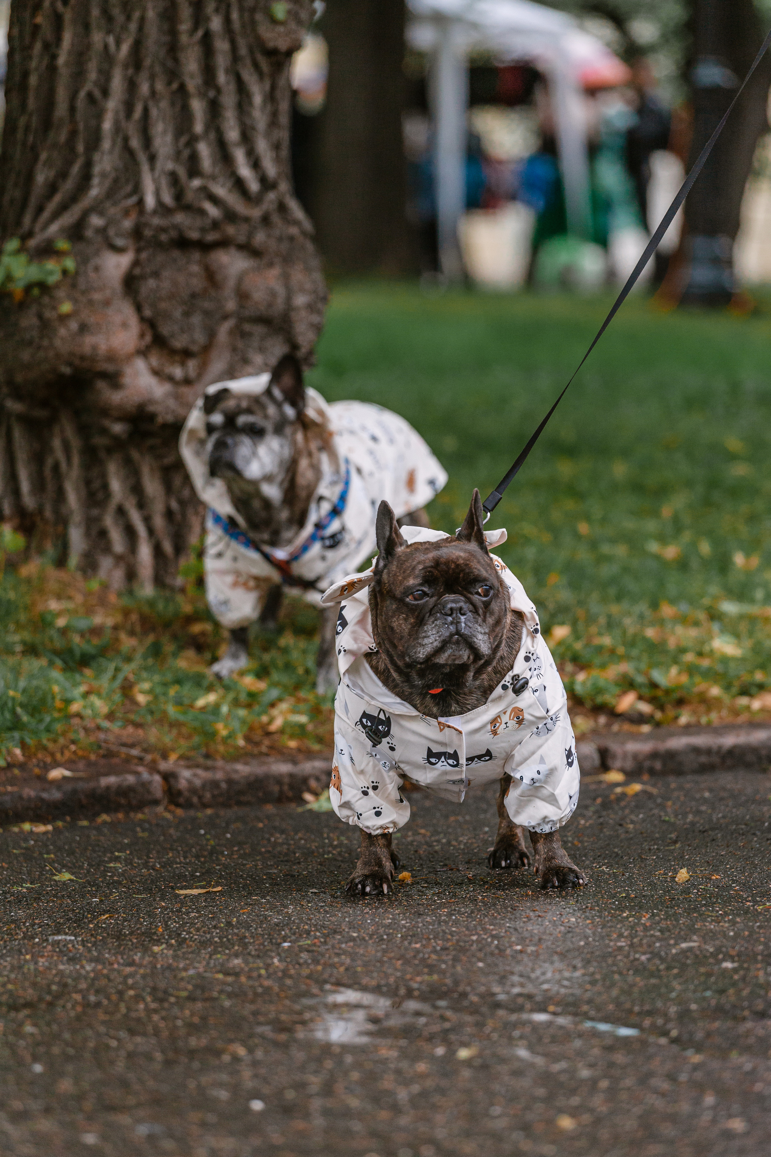 Парад французских бульдогов 15.07.2023. Фотограф-анималист Татьяна Степанова