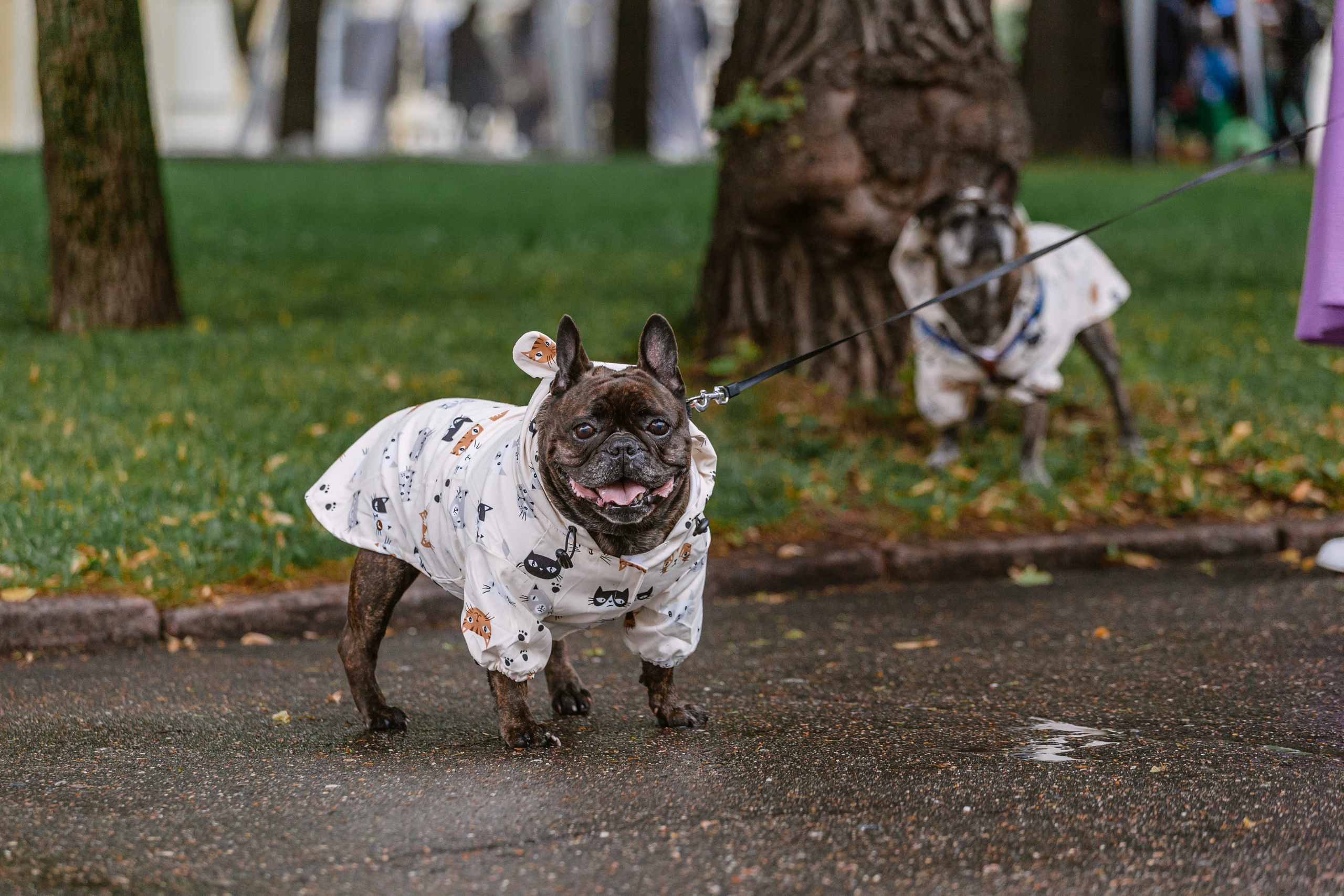 Парад французских бульдогов 15.07.2023. Фотограф-анималист Татьяна Степанова