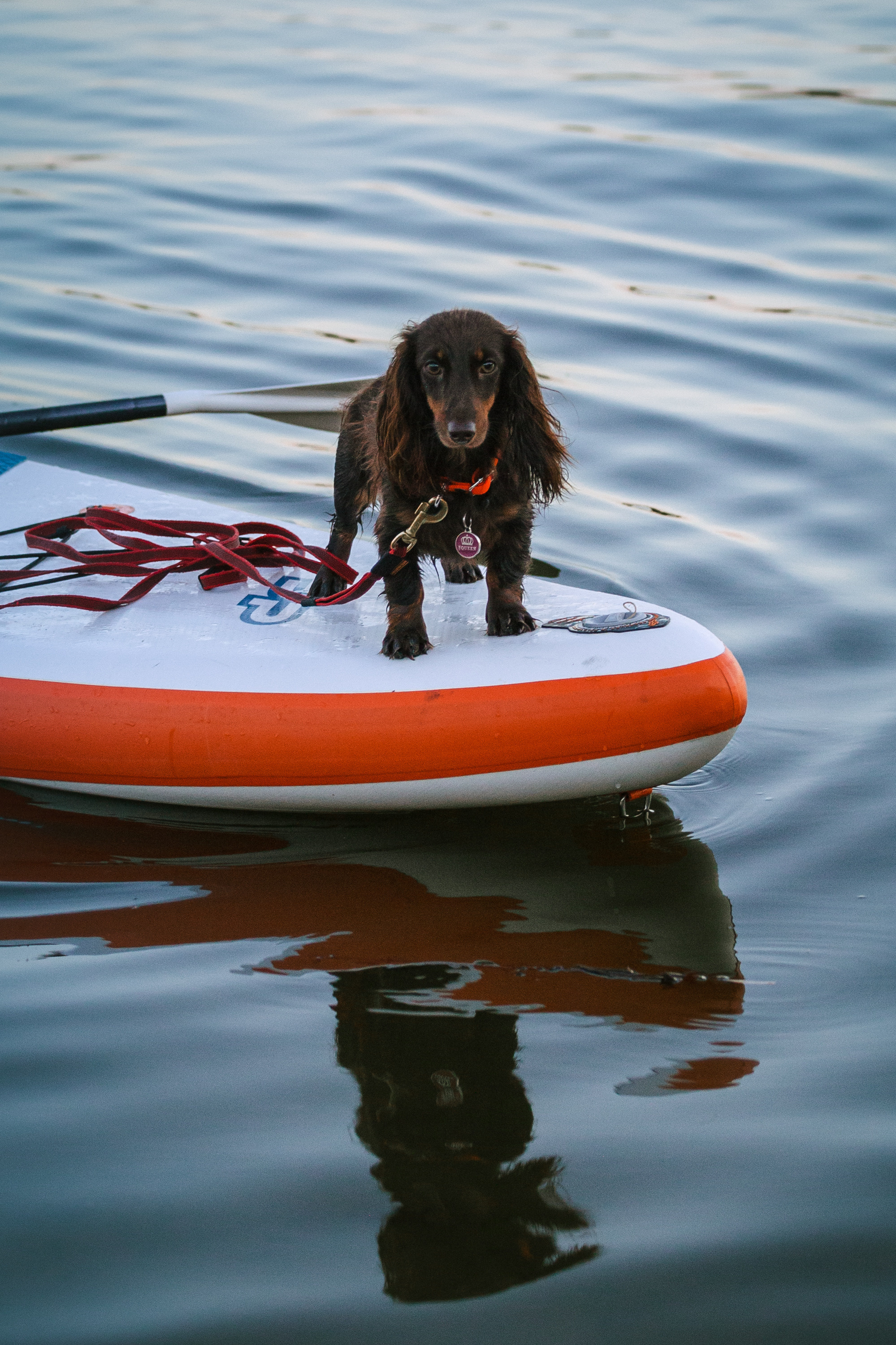 Света и Егор на сапах. Фотограф-анималист Татьяна Степанова