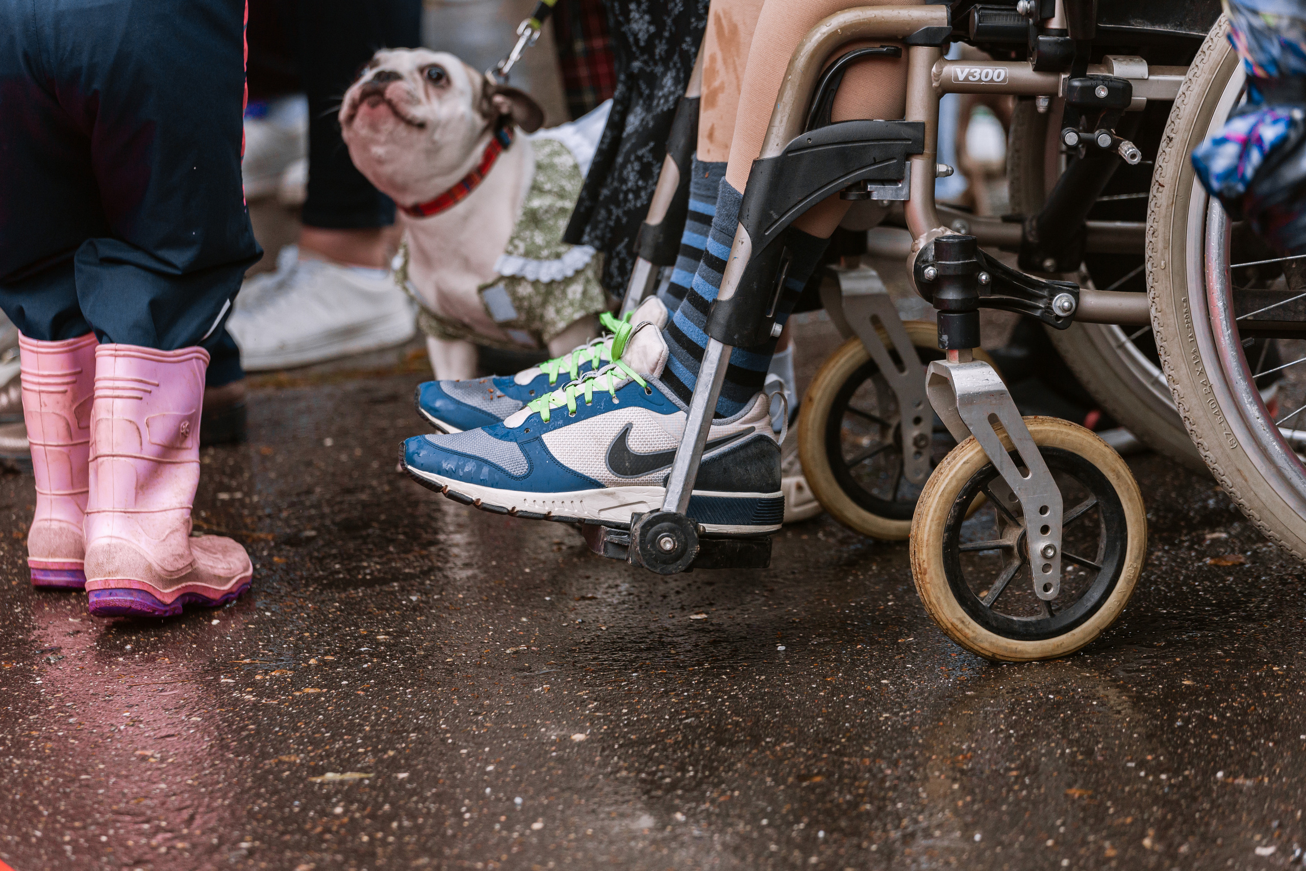 Парад французских бульдогов 15.07.2023. Фотограф-анималист Татьяна Степанова