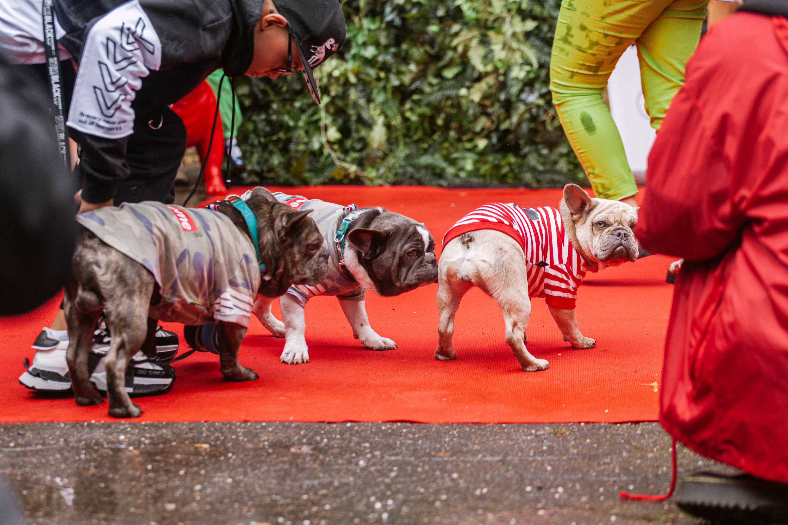 Парад французских бульдогов 15.07.2023. Фотограф-анималист Татьяна Степанова