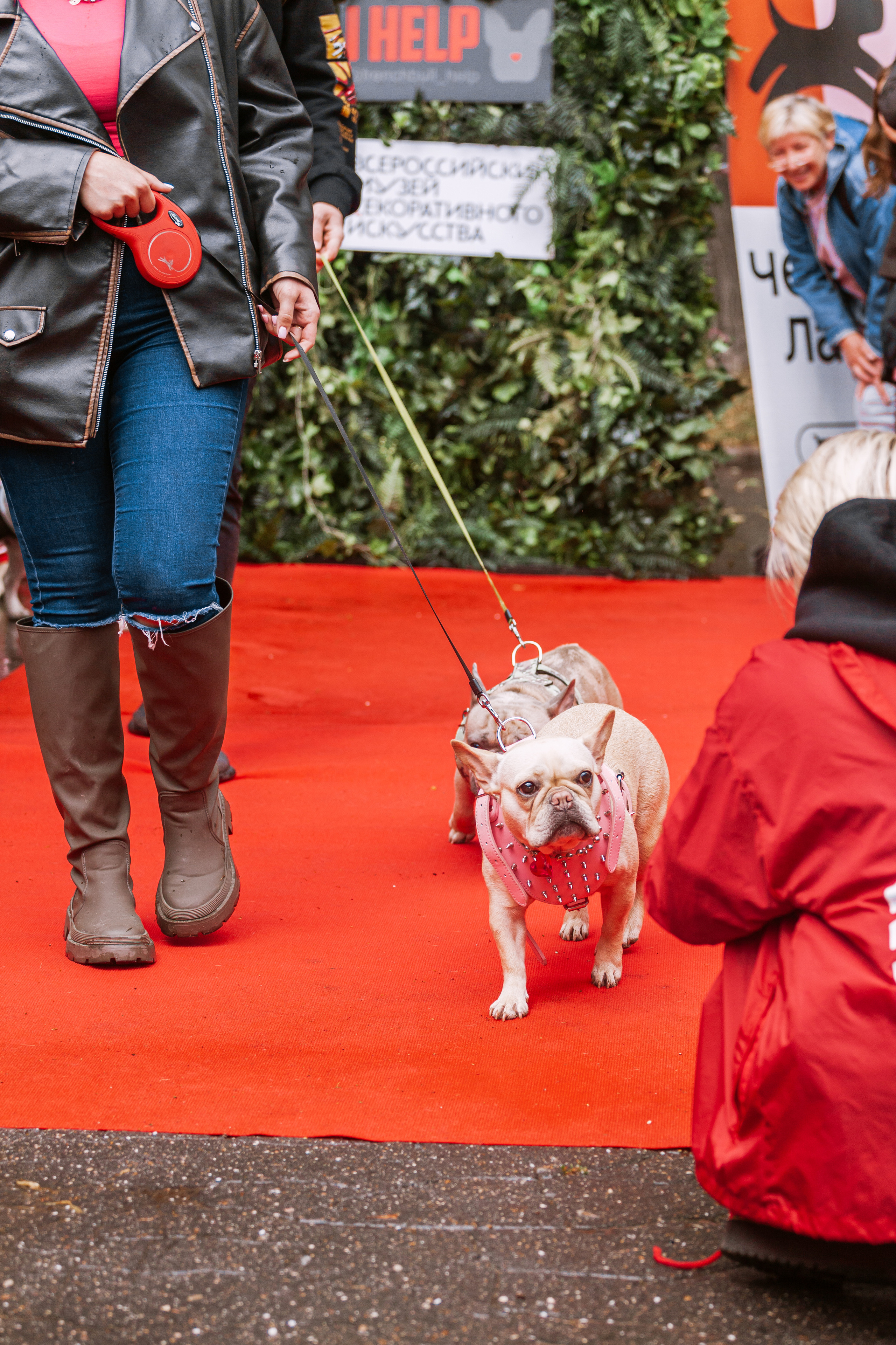 Парад французских бульдогов 15.07.2023. Фотограф-анималист Татьяна Степанова