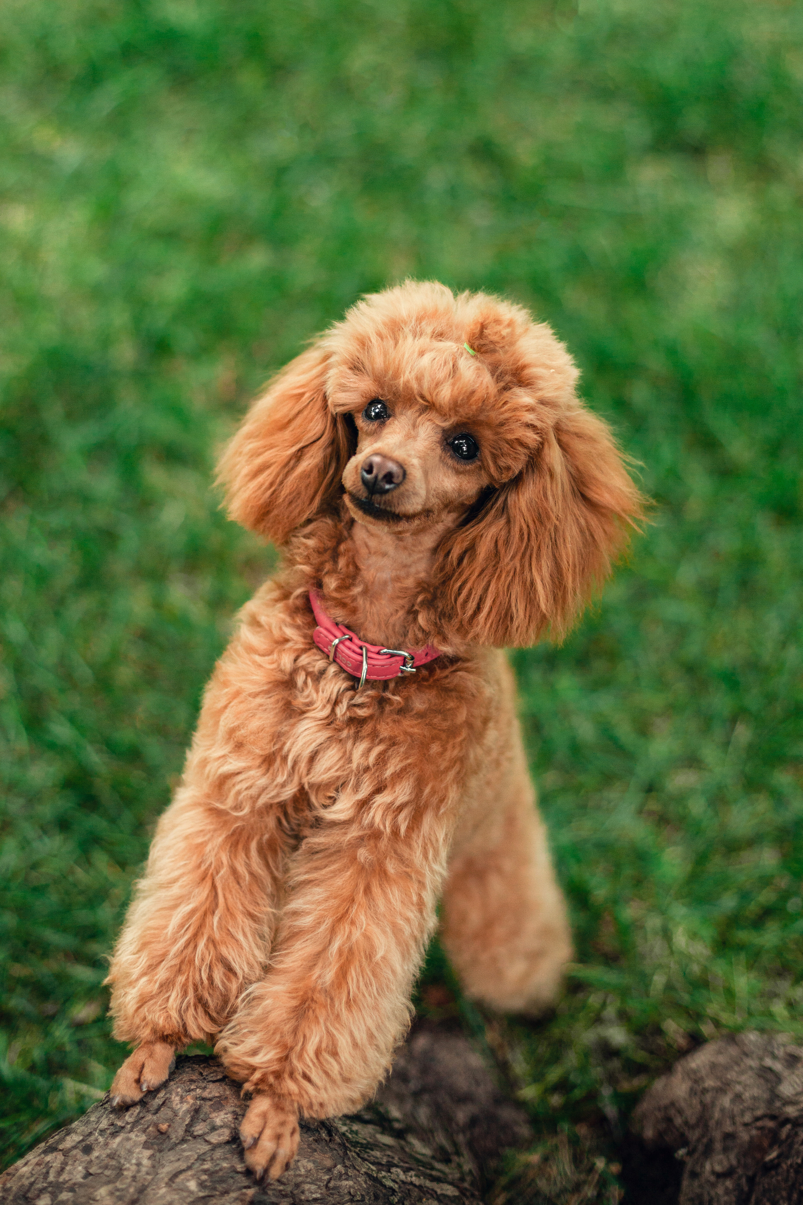 Оля и Ася. Фотограф-анималист Татьяна Степанова