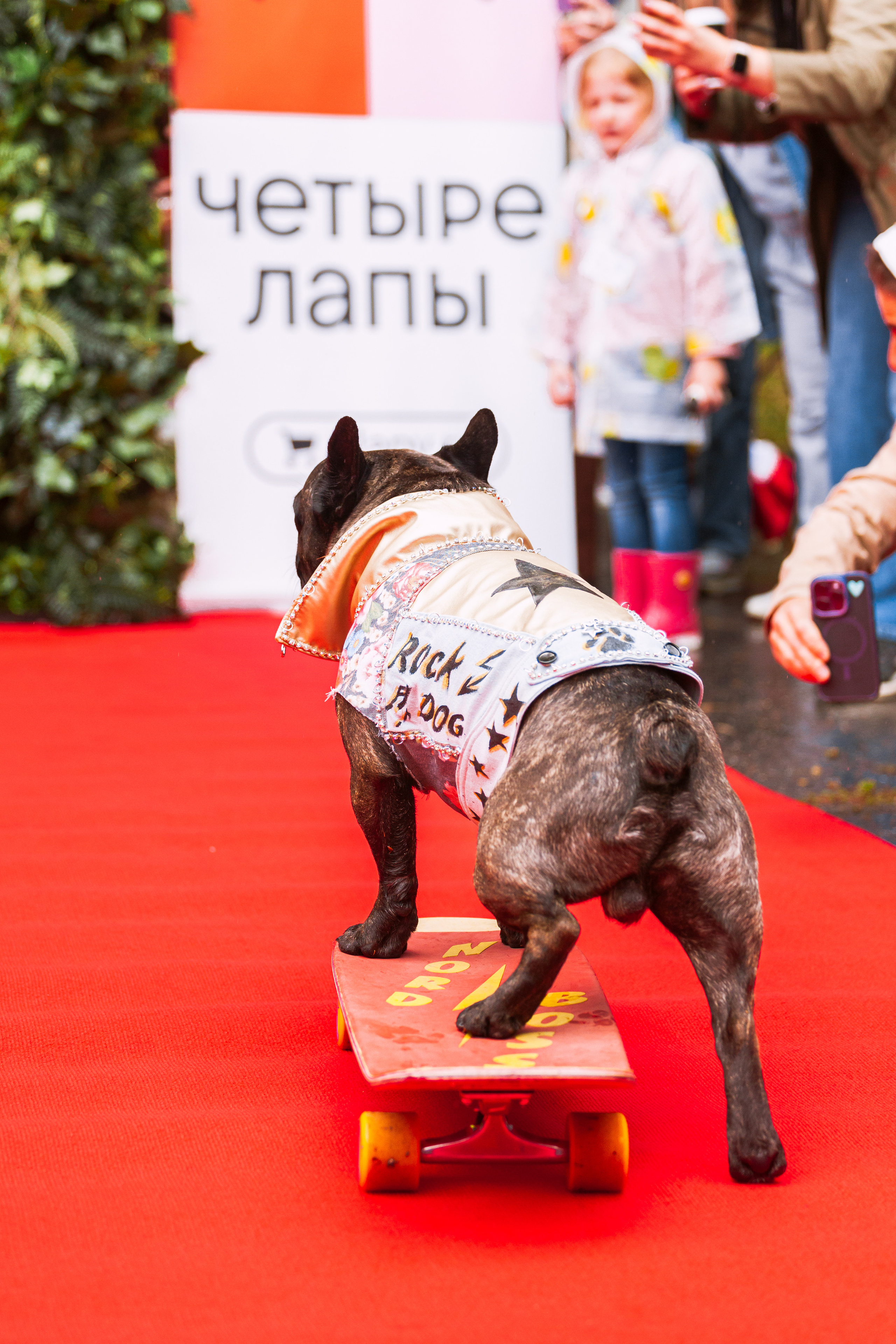 Парад французских бульдогов 15.07.2023. Фотограф-анималист Татьяна Степанова