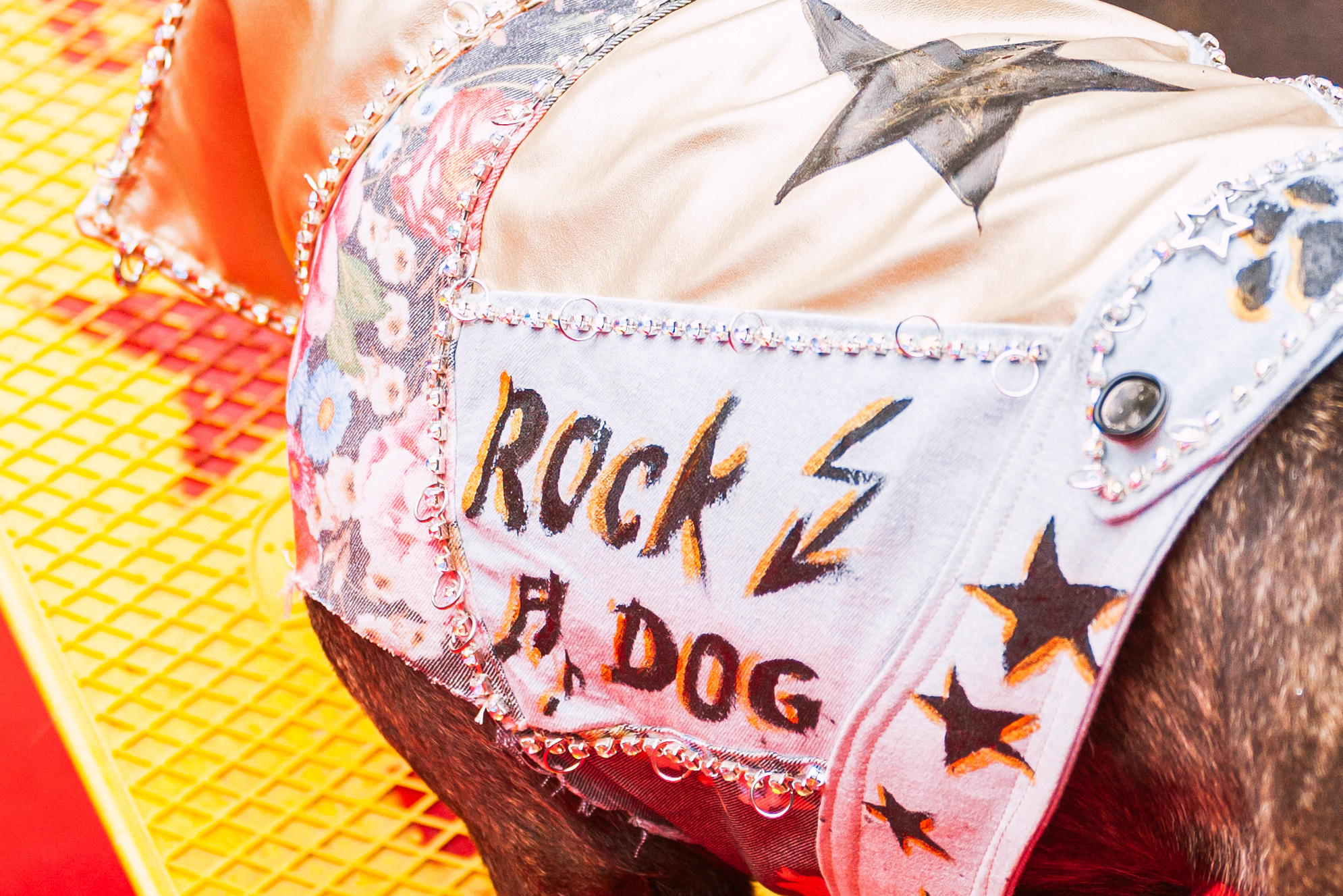 Парад французских бульдогов 15.07.2023. Фотограф-анималист Татьяна Степанова