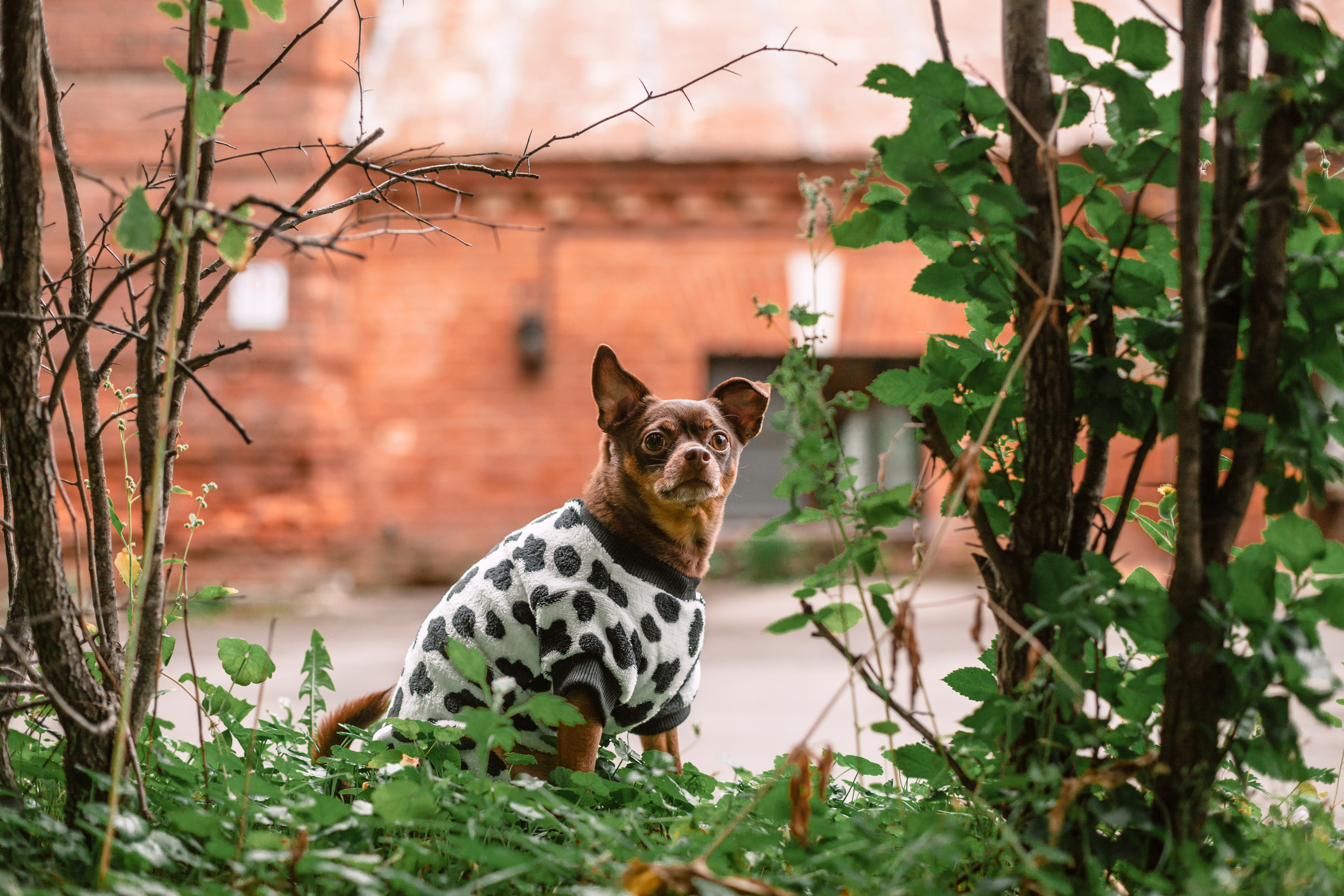 Юля и Леонид. Фотограф-анималист Татьяна Степанова