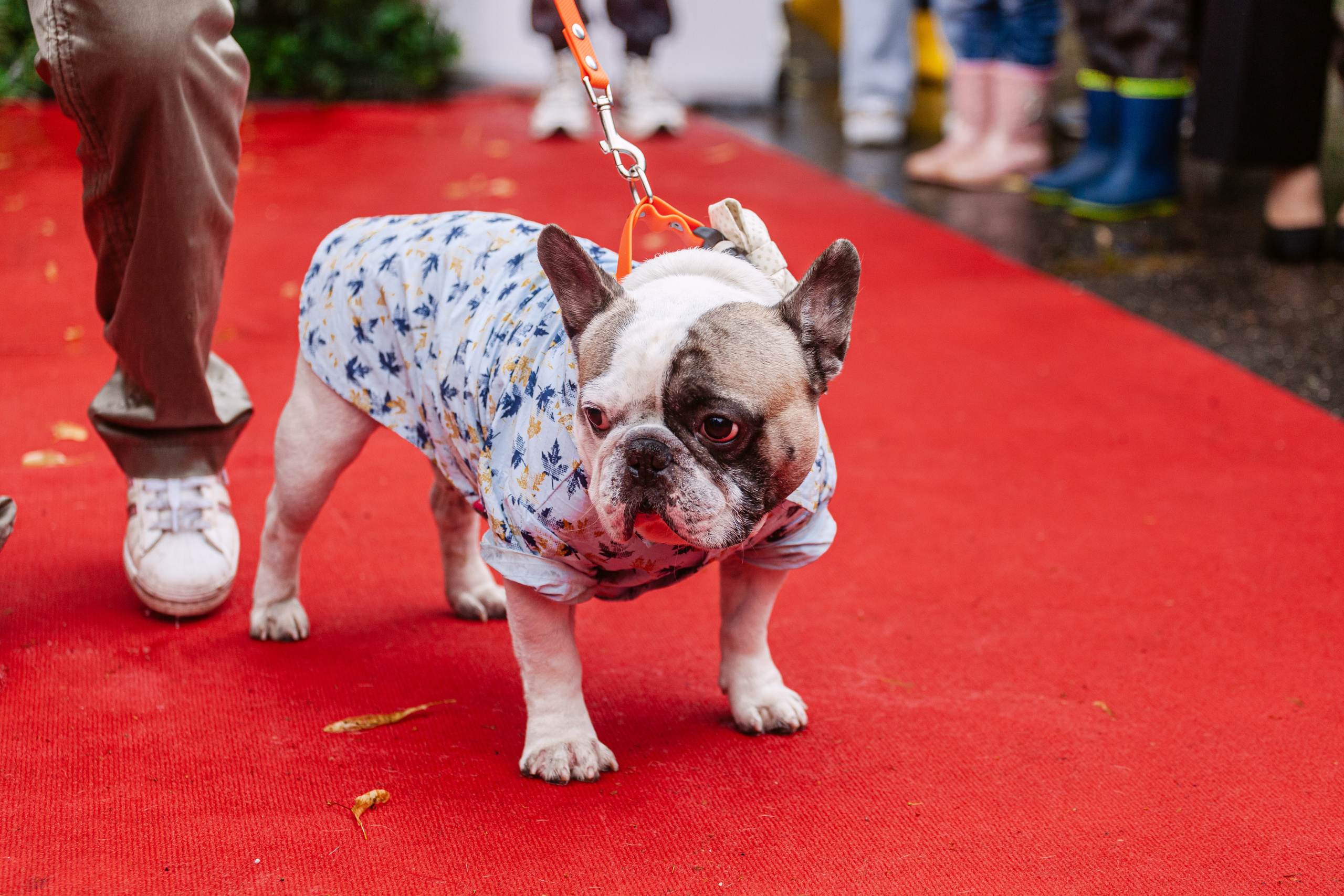 Парад французских бульдогов 15.07.2023. Фотограф-анималист Татьяна Степанова