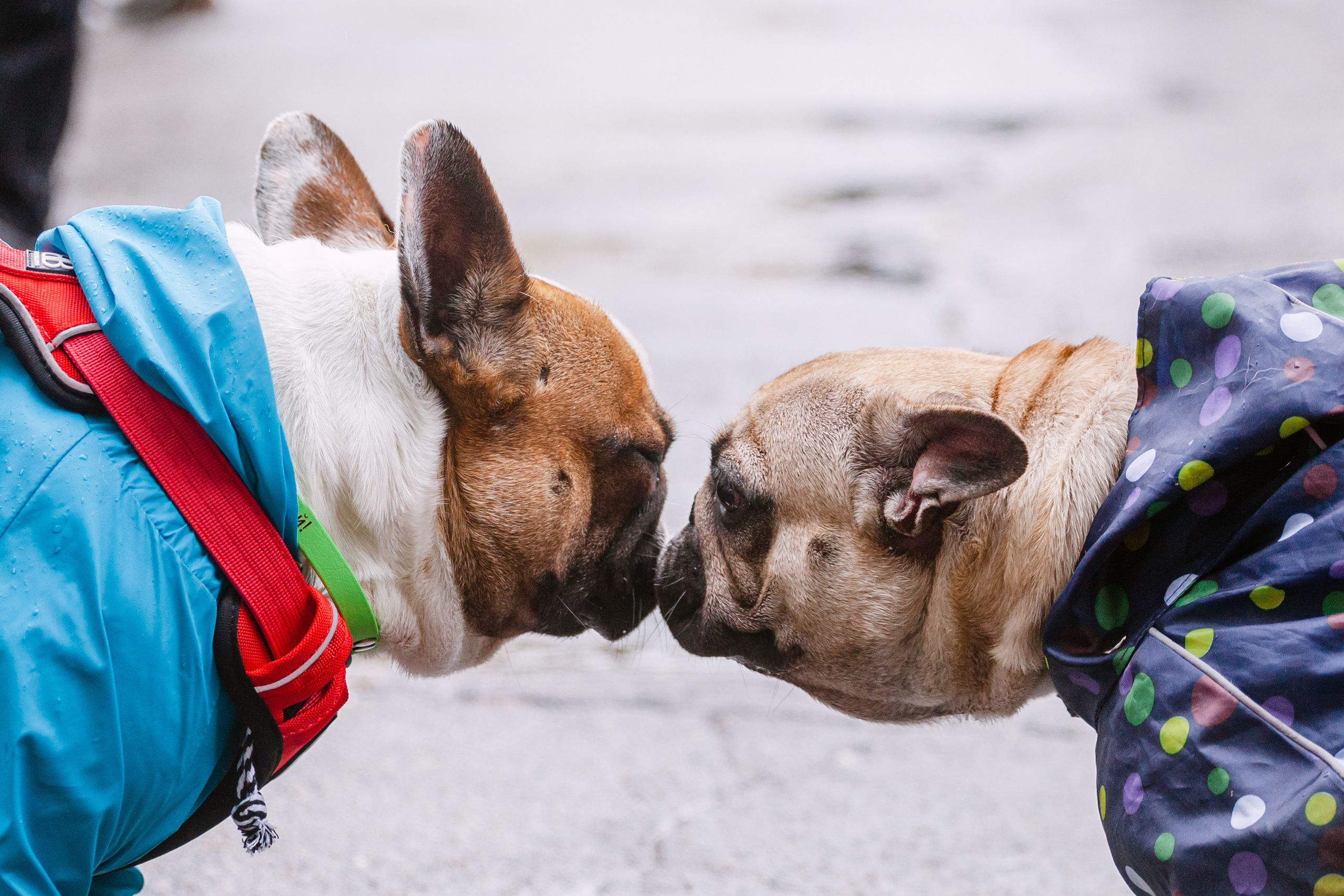 Парад французских бульдогов 15.07.2023. Фотограф-анималист Татьяна Степанова