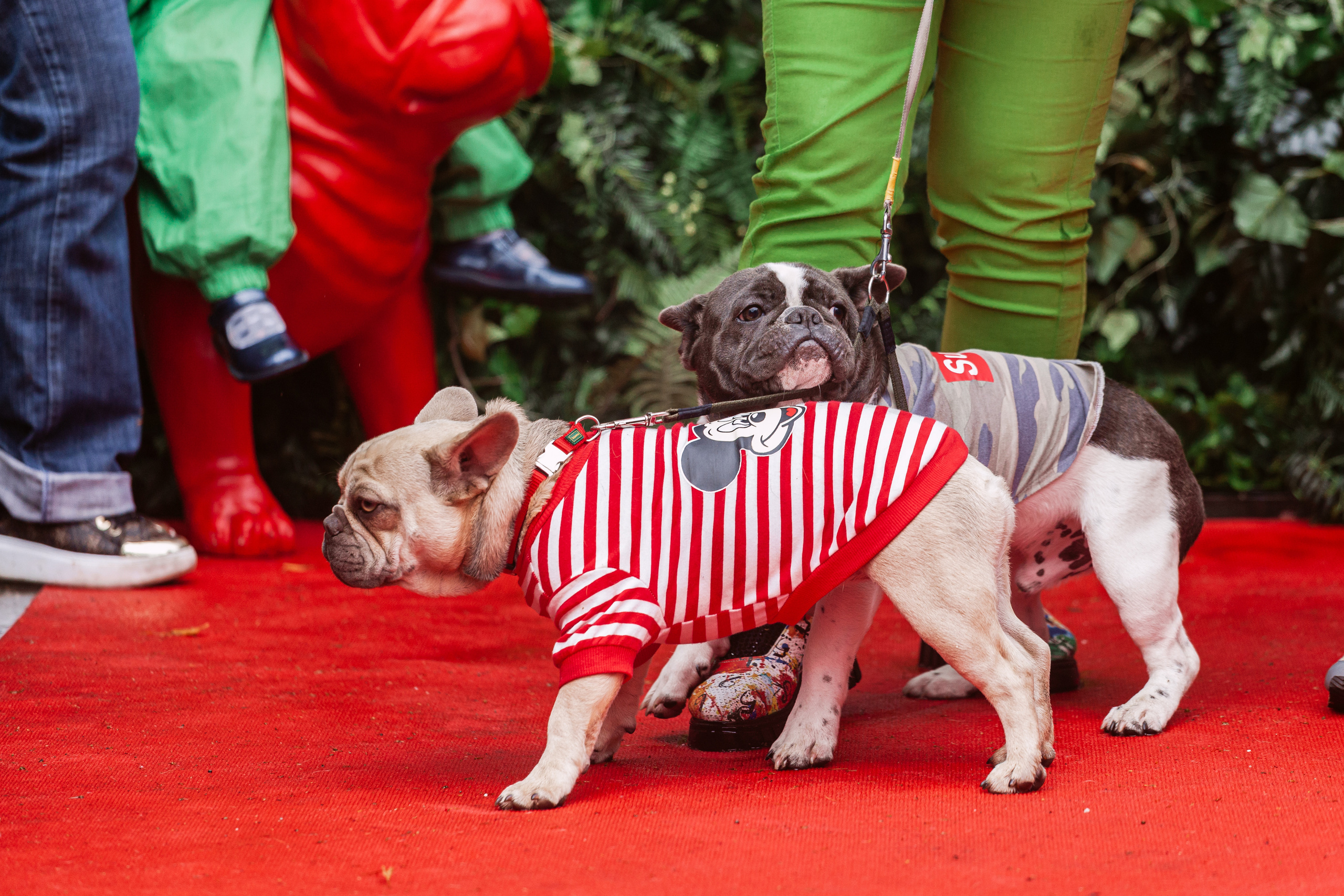 Парад французских бульдогов 15.07.2023. Фотограф-анималист Татьяна Степанова