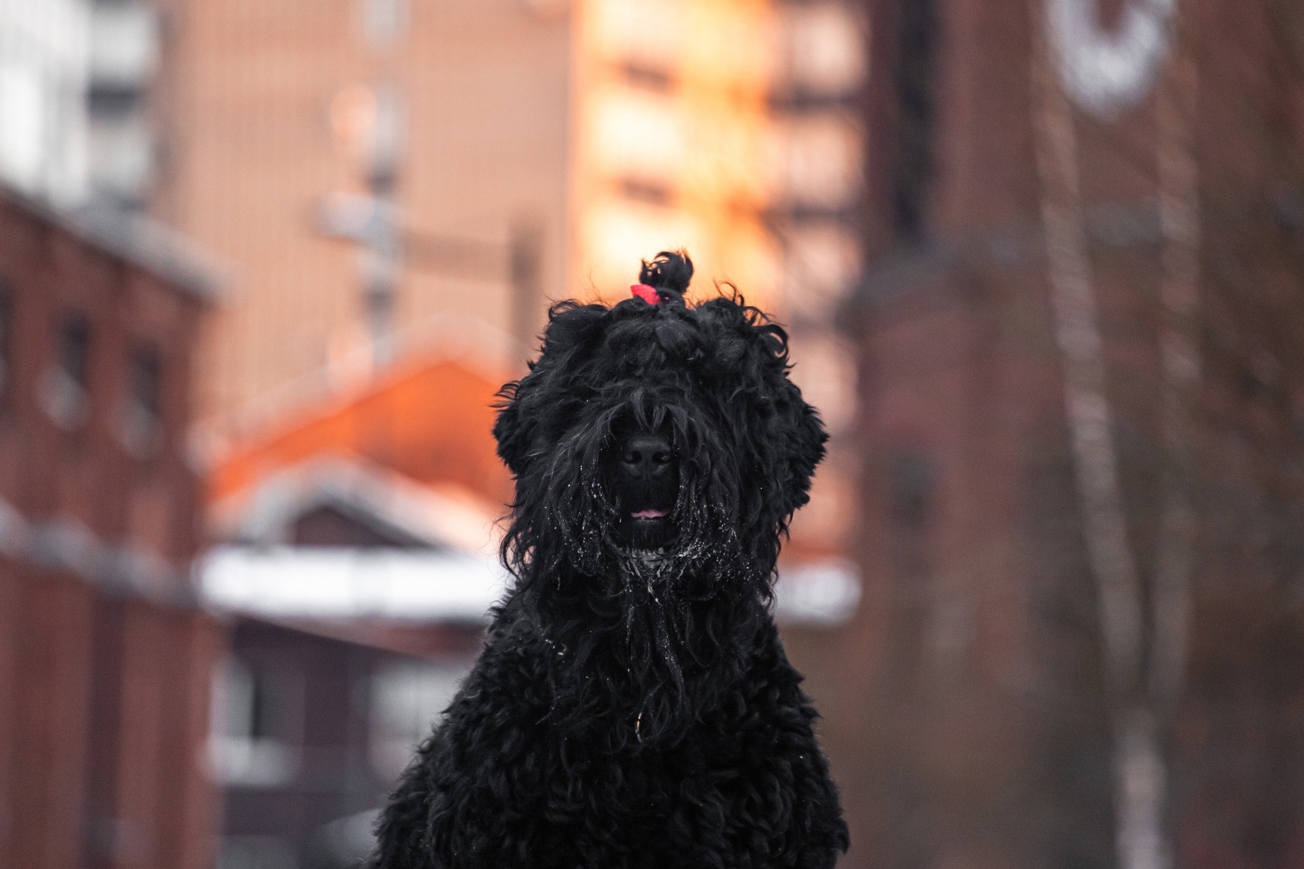 Фотопрогулка завод Арма. Фотограф-анималист Татьяна Степанова