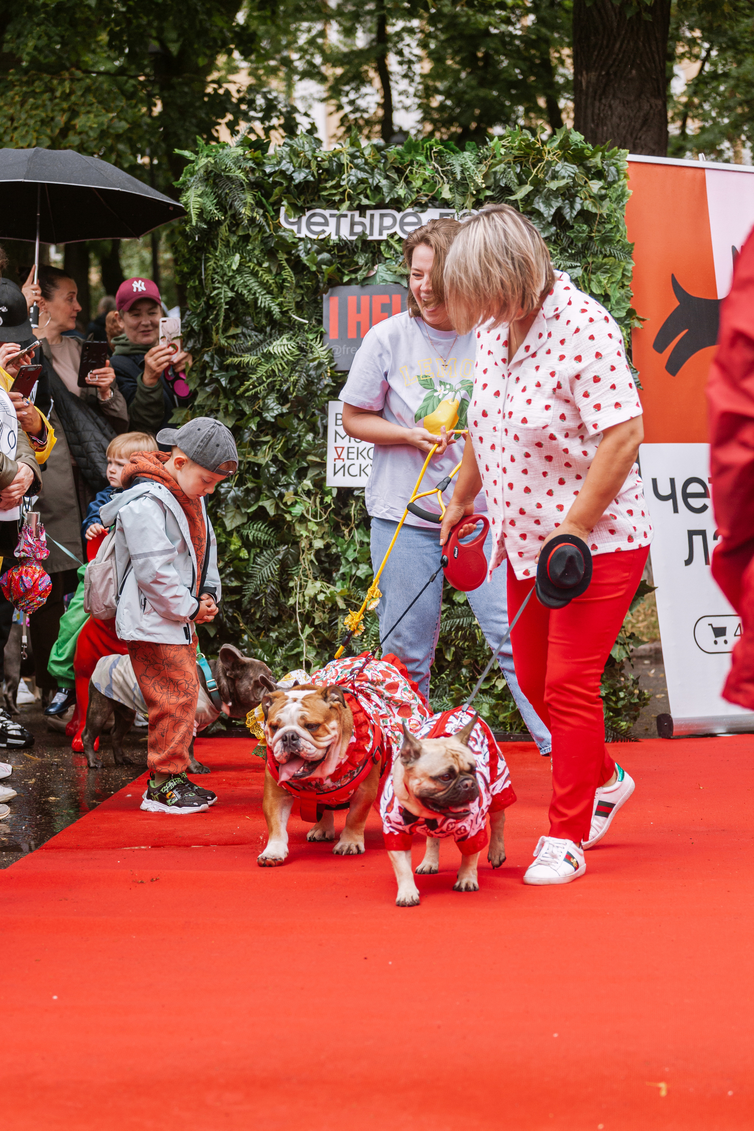 Парад французских бульдогов 15.07.2023. Фотограф-анималист Татьяна Степанова