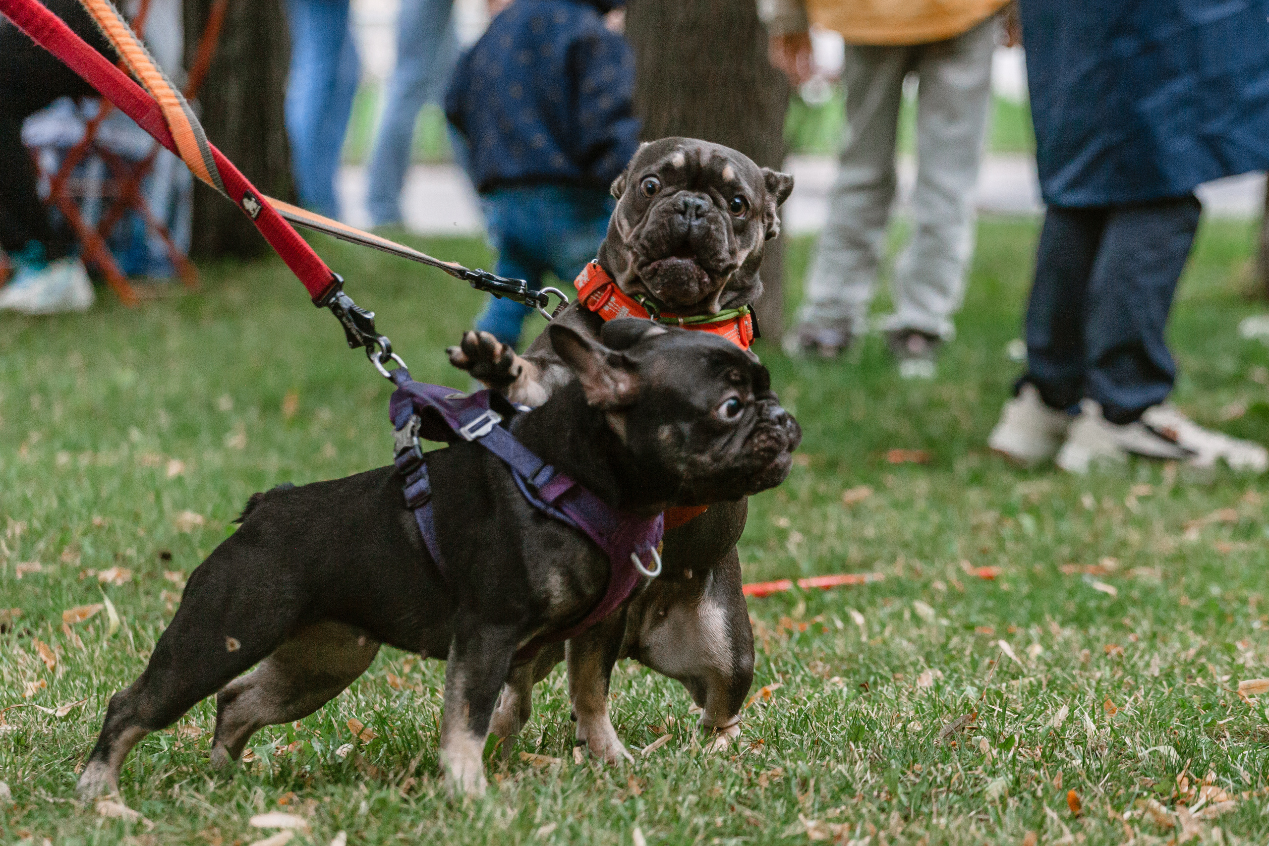 Парад французских бульдогов 15.07.2023. Фотограф-анималист Татьяна Степанова