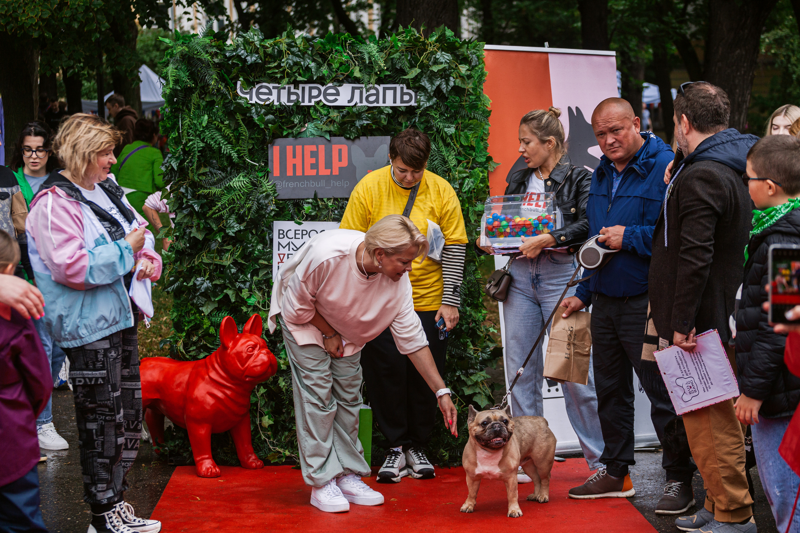Парад французских бульдогов 15.07.2023. Фотограф-анималист Татьяна Степанова