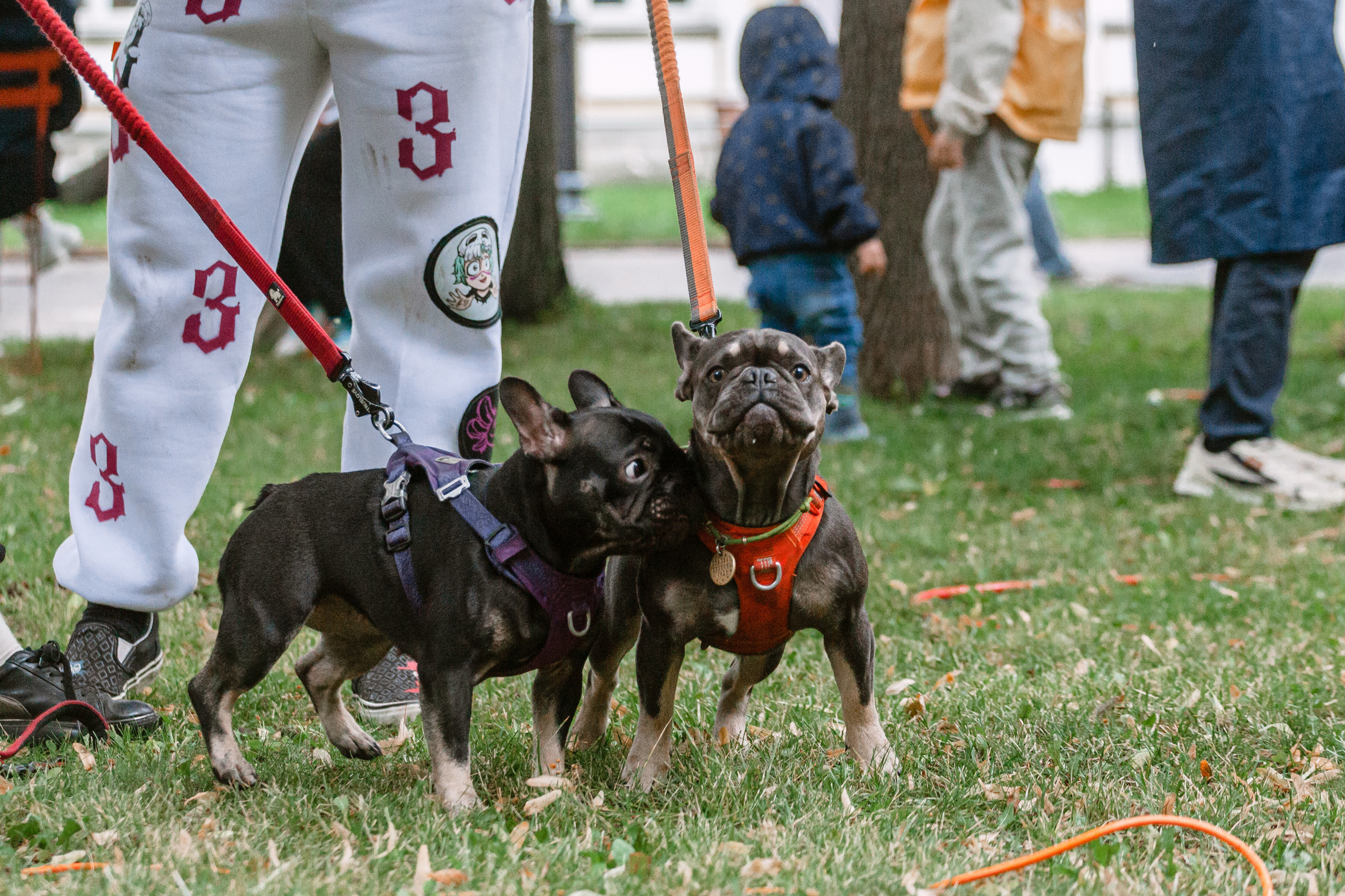 Парад французских бульдогов 15.07.2023. Фотограф-анималист Татьяна Степанова