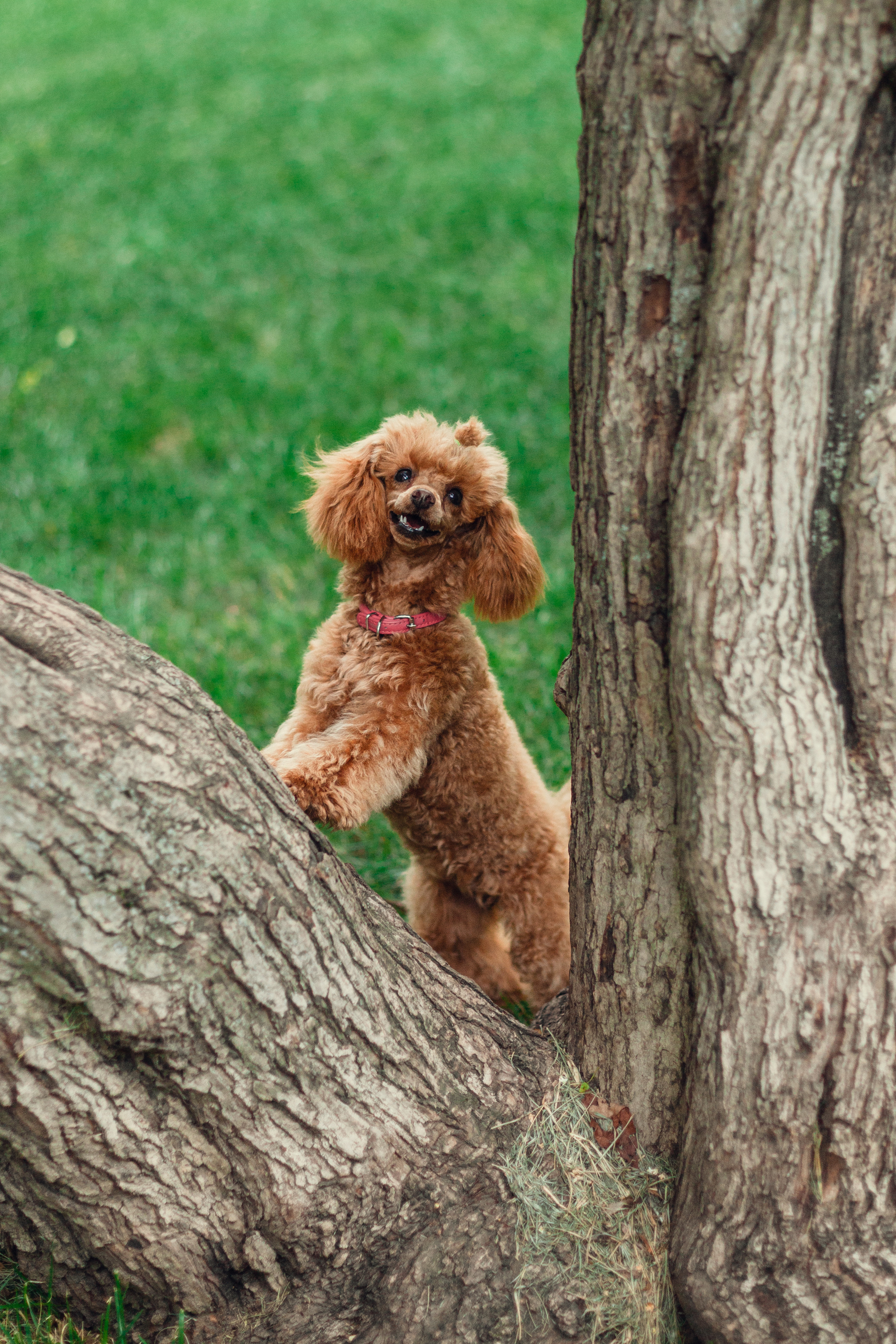 Оля и Ася. Фотограф-анималист Татьяна Степанова