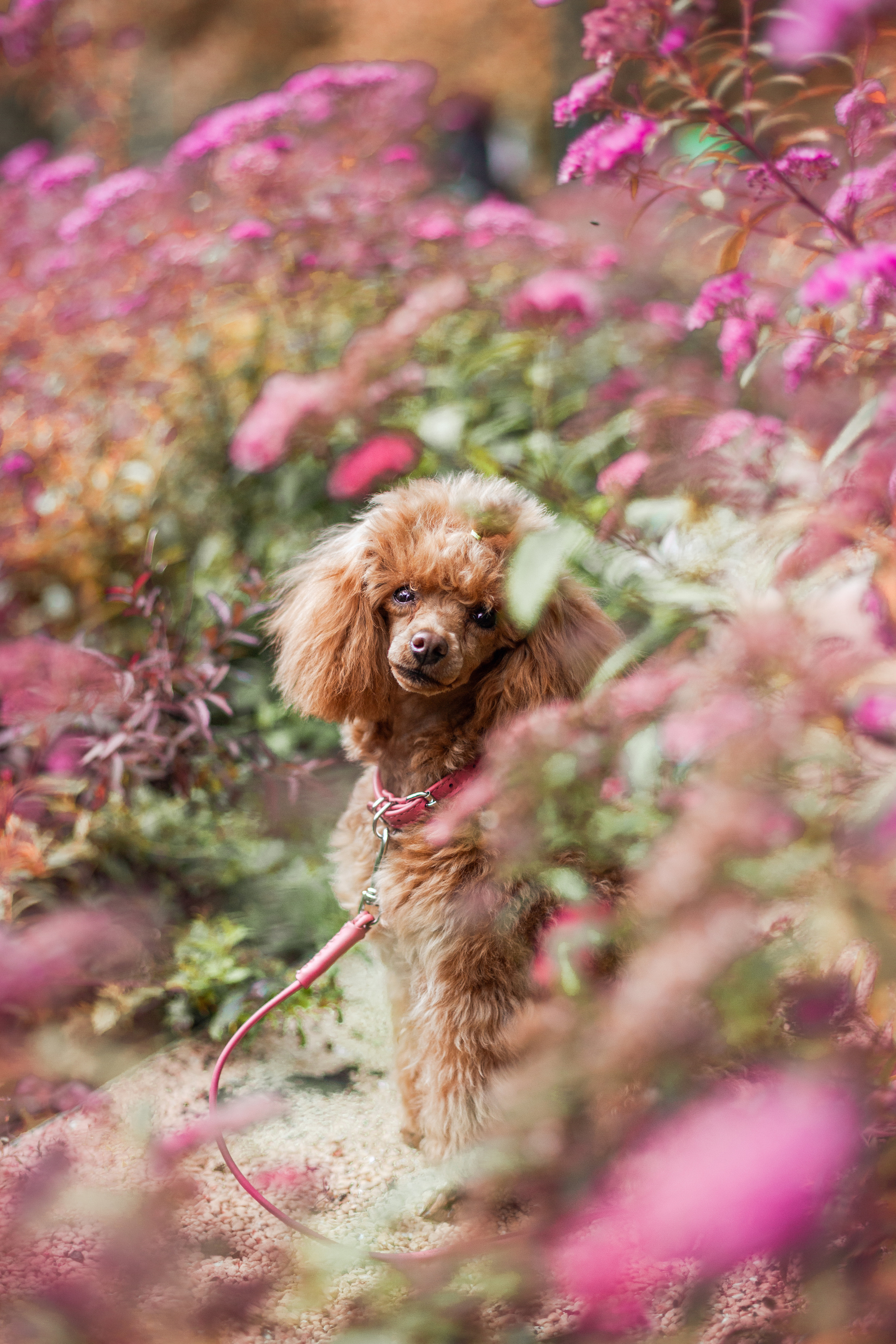 Оля и Ася. Фотограф-анималист Татьяна Степанова