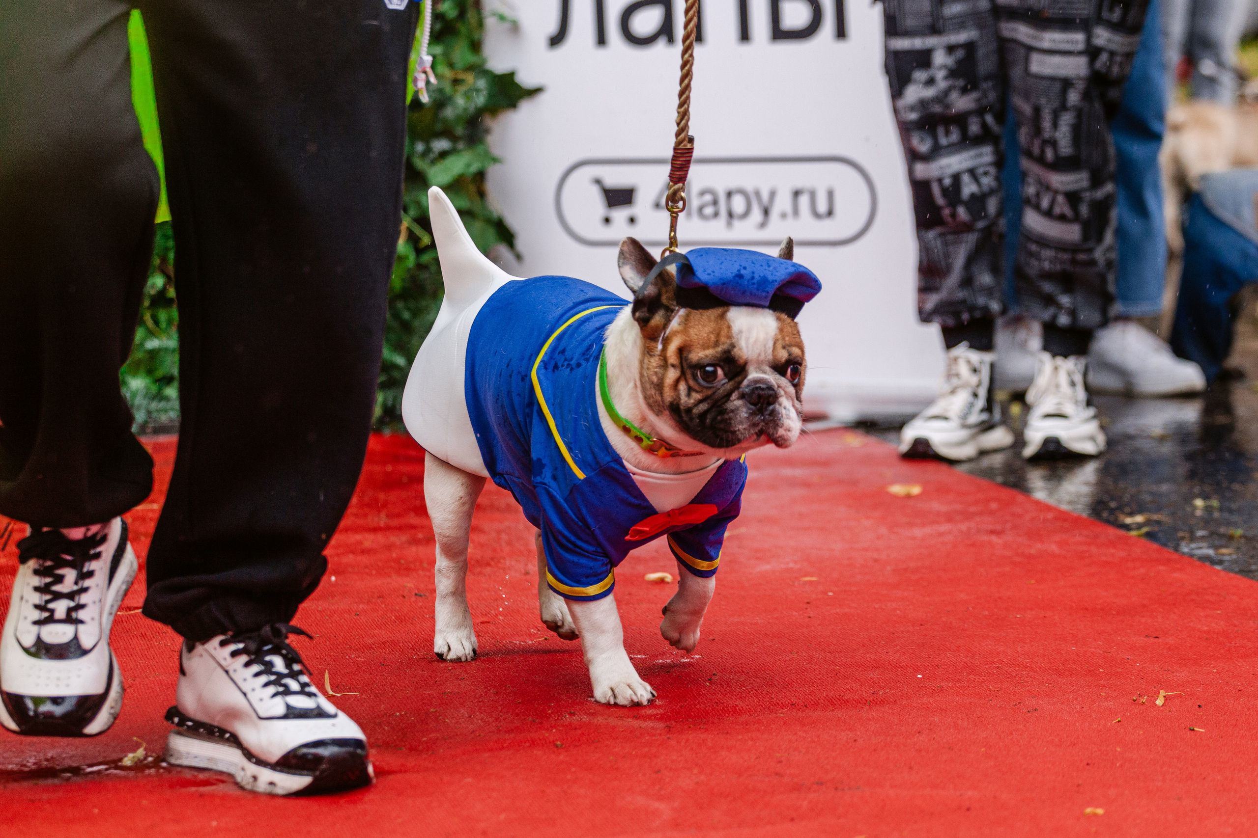 Парад французских бульдогов 15.07.2023. Фотограф-анималист Татьяна Степанова