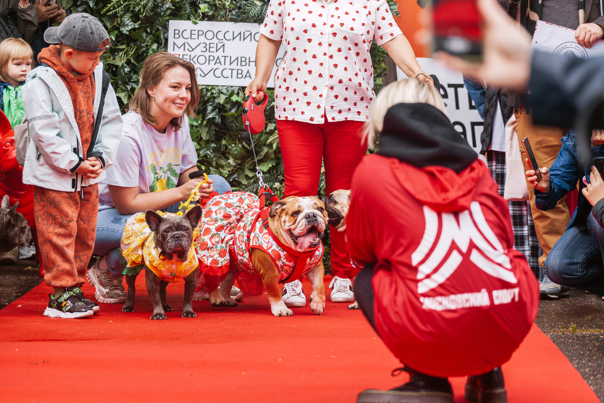 Парад французских бульдогов 15.07.2023. Фотограф-анималист Татьяна Степанова