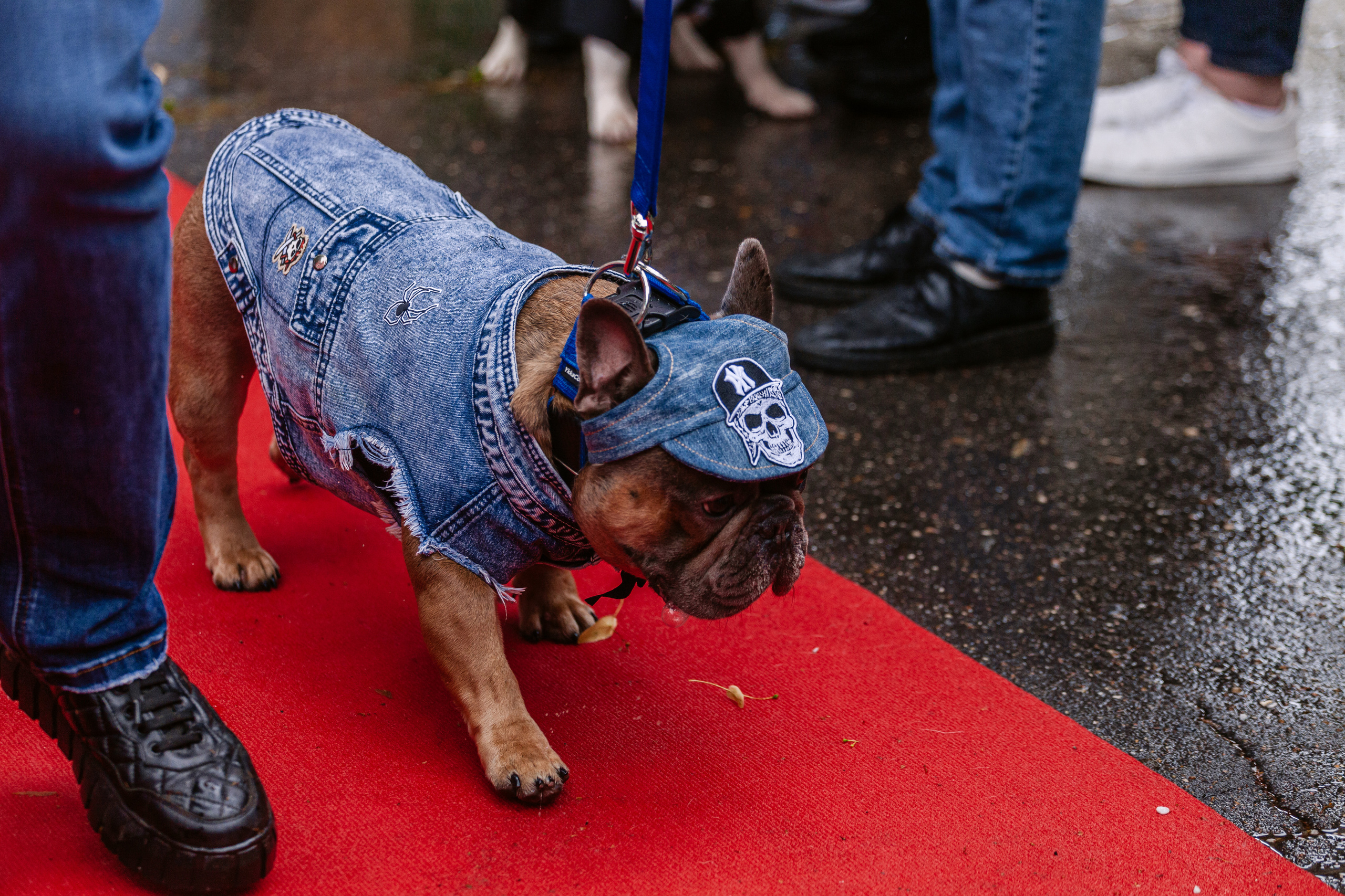Парад французских бульдогов 15.07.2023. Фотограф-анималист Татьяна Степанова