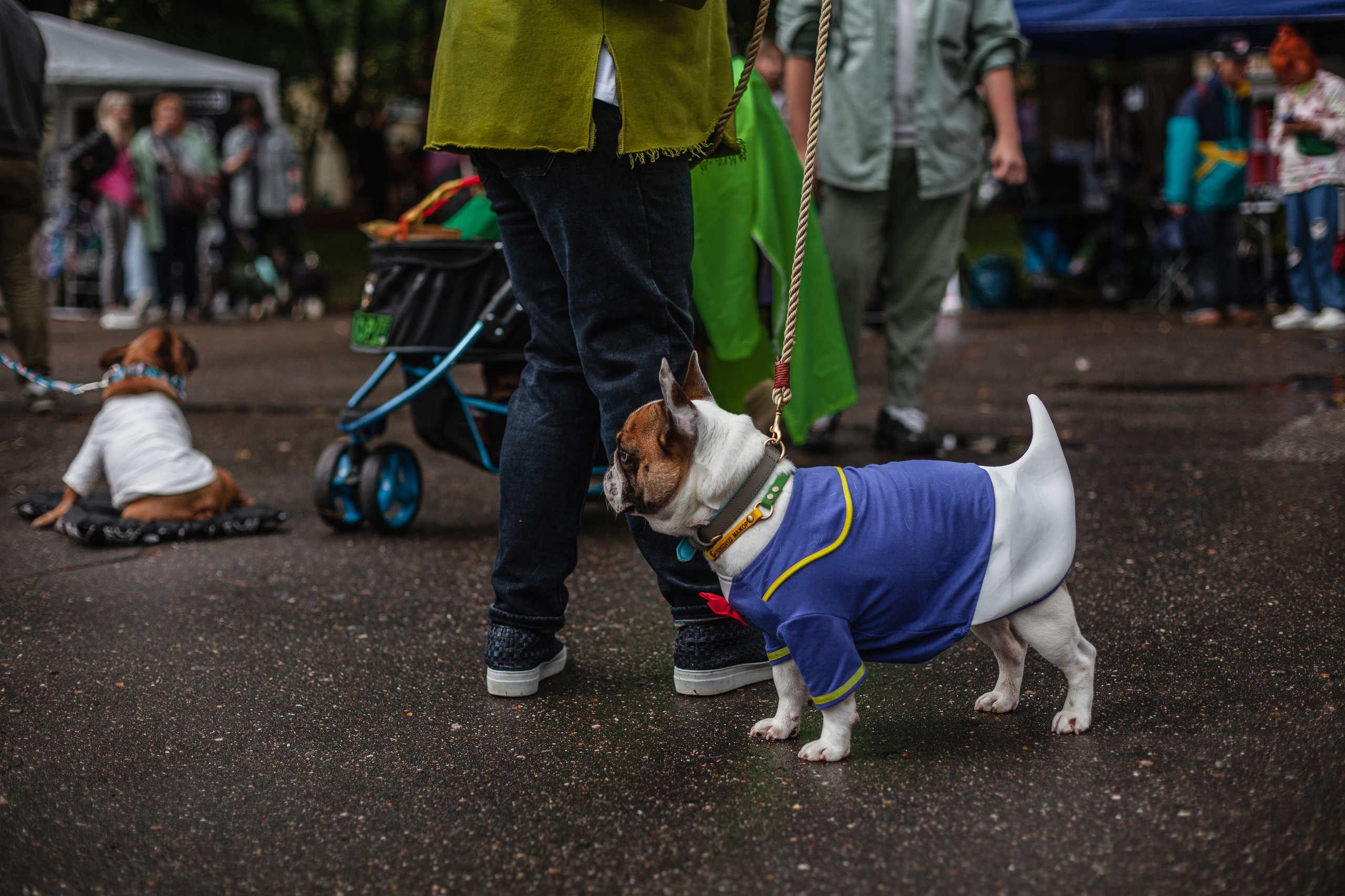 Парад французских бульдогов 15.07.2023. Фотограф-анималист Татьяна Степанова