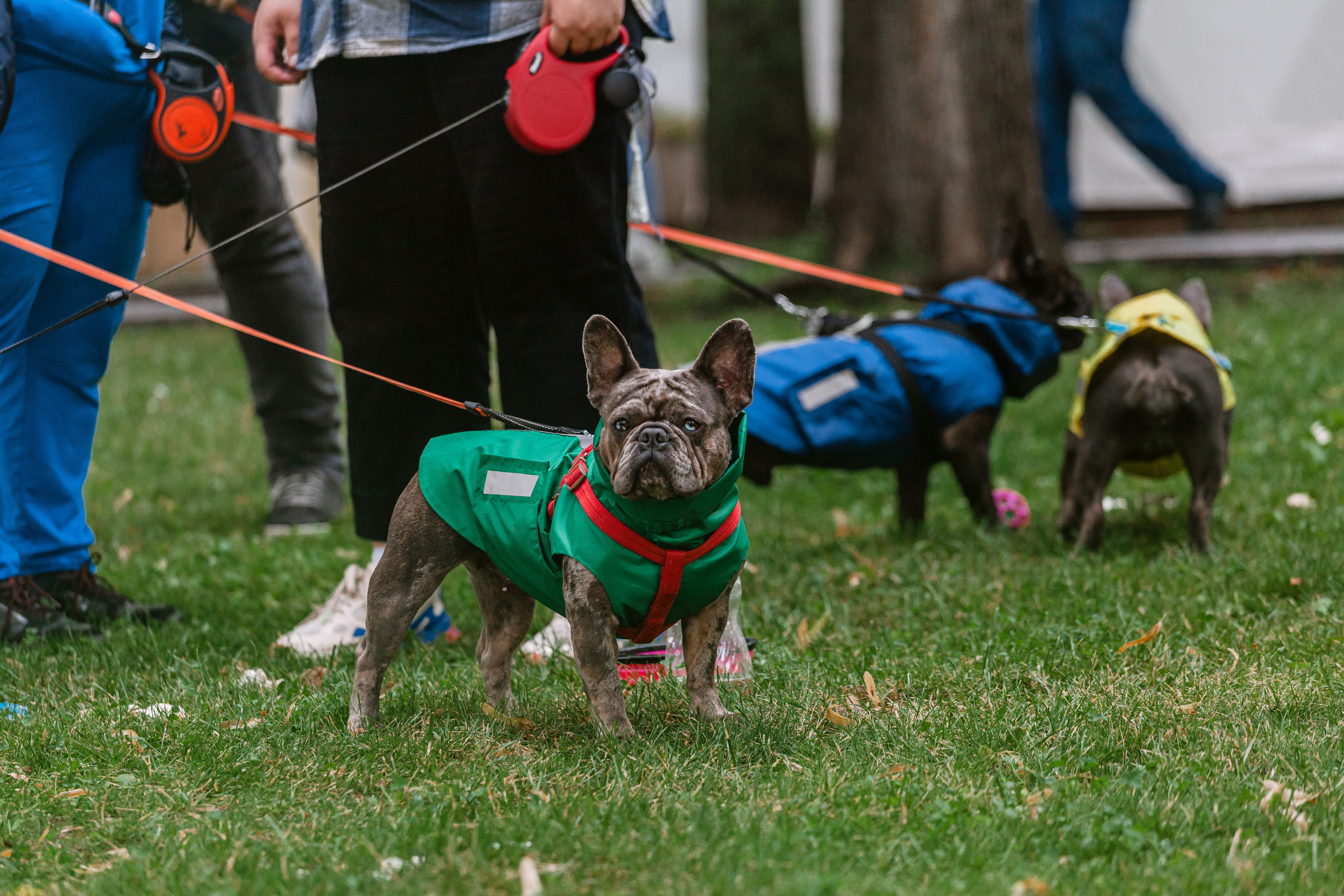 Парад французских бульдогов 15.07.2023. Фотограф-анималист Татьяна Степанова