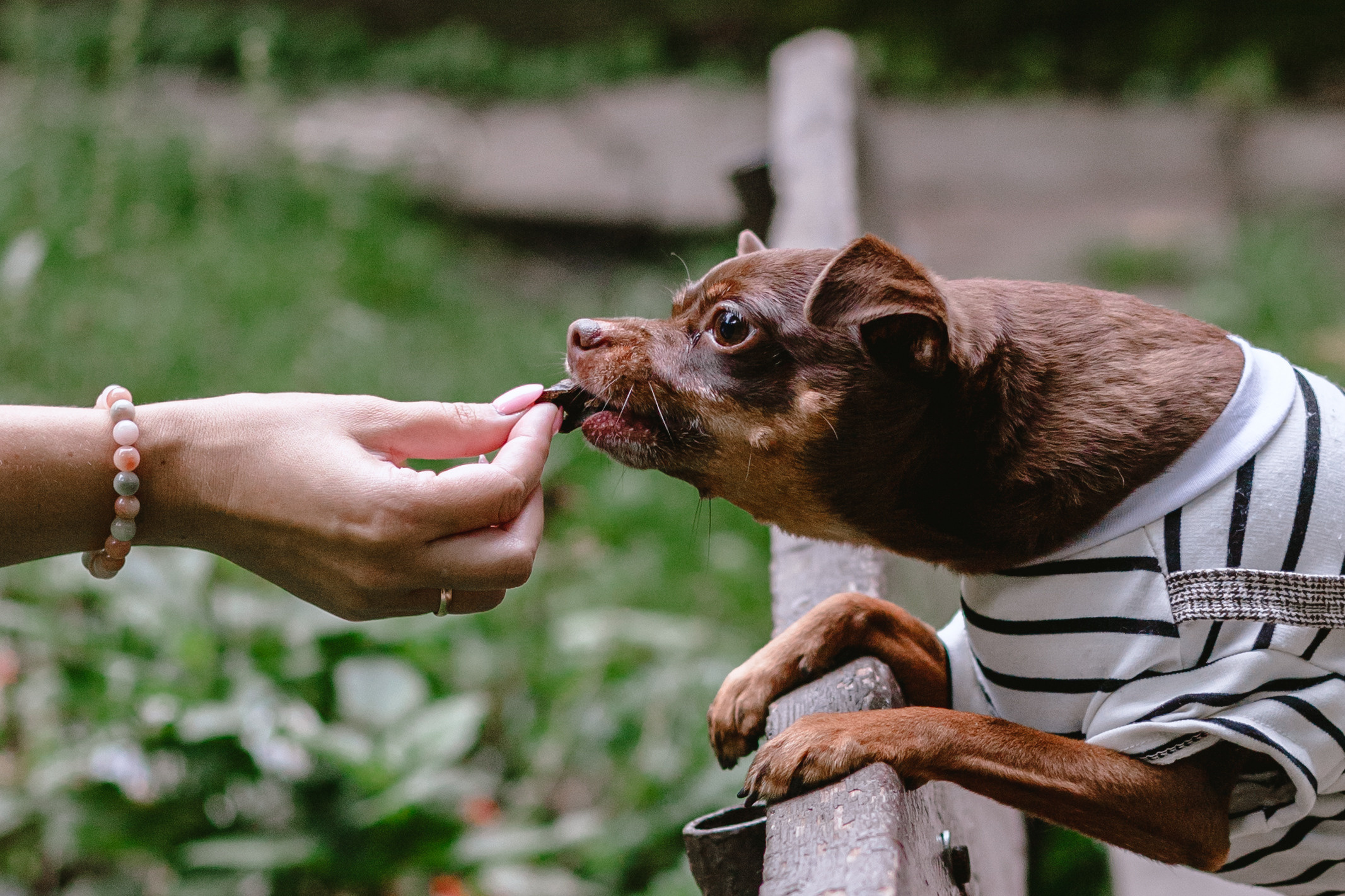 Юля и Леонид. Фотограф-анималист Татьяна Степанова