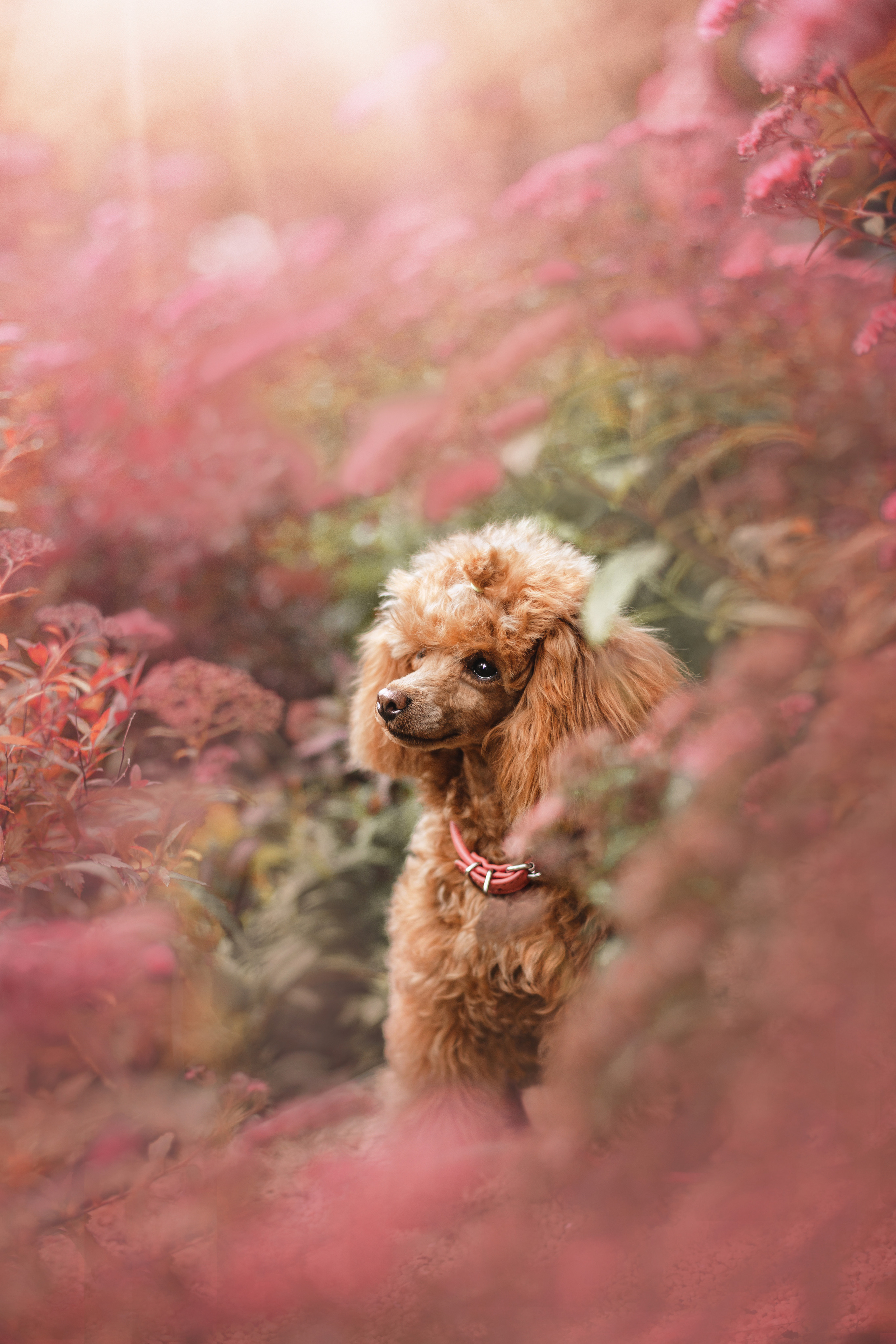 Оля и Ася. Фотограф-анималист Татьяна Степанова