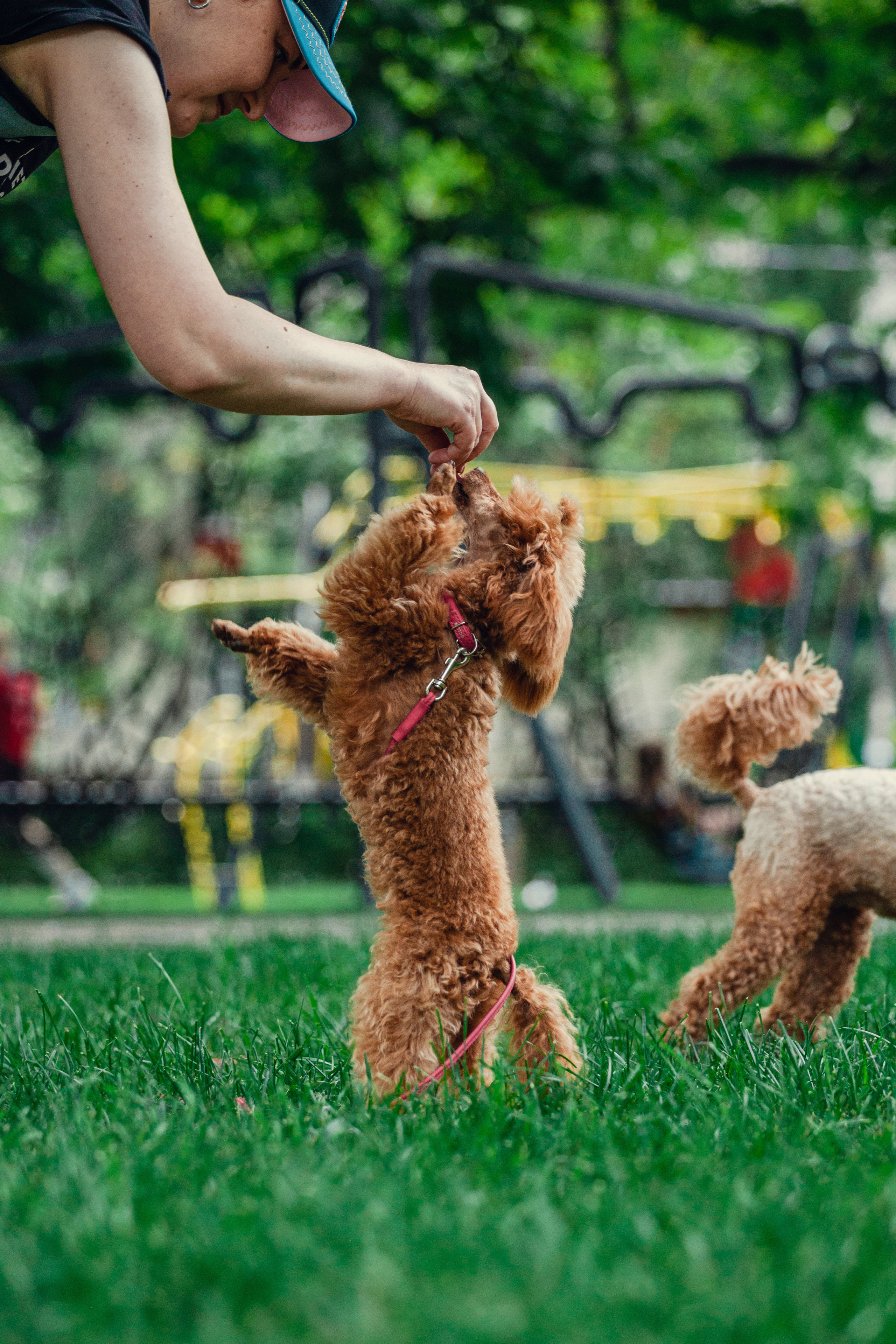 Оля и Ася. Фотограф-анималист Татьяна Степанова