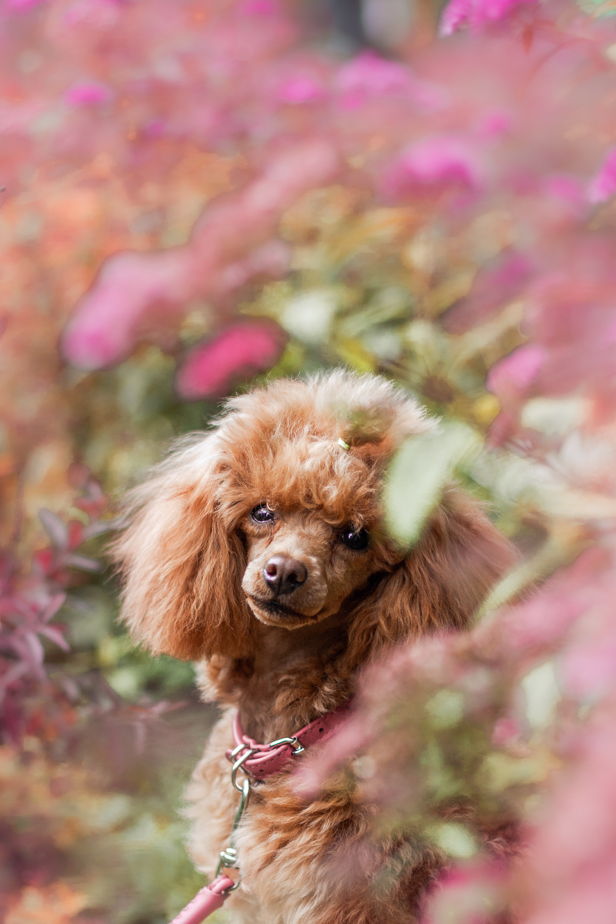 Оля и Ася. Фотограф-анималист Татьяна Степанова