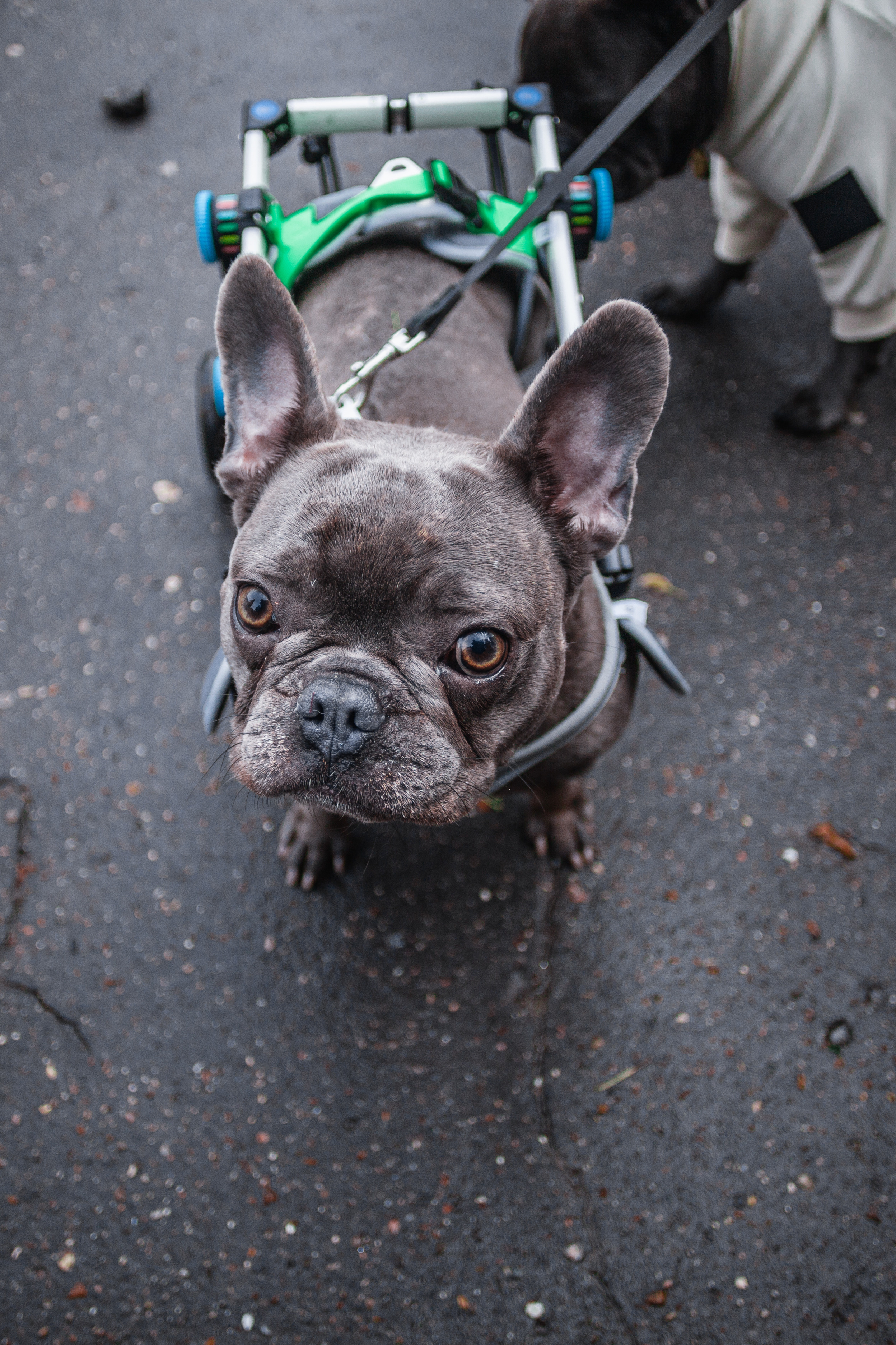 Парад французских бульдогов 15.07.2023. Фотограф-анималист Татьяна Степанова