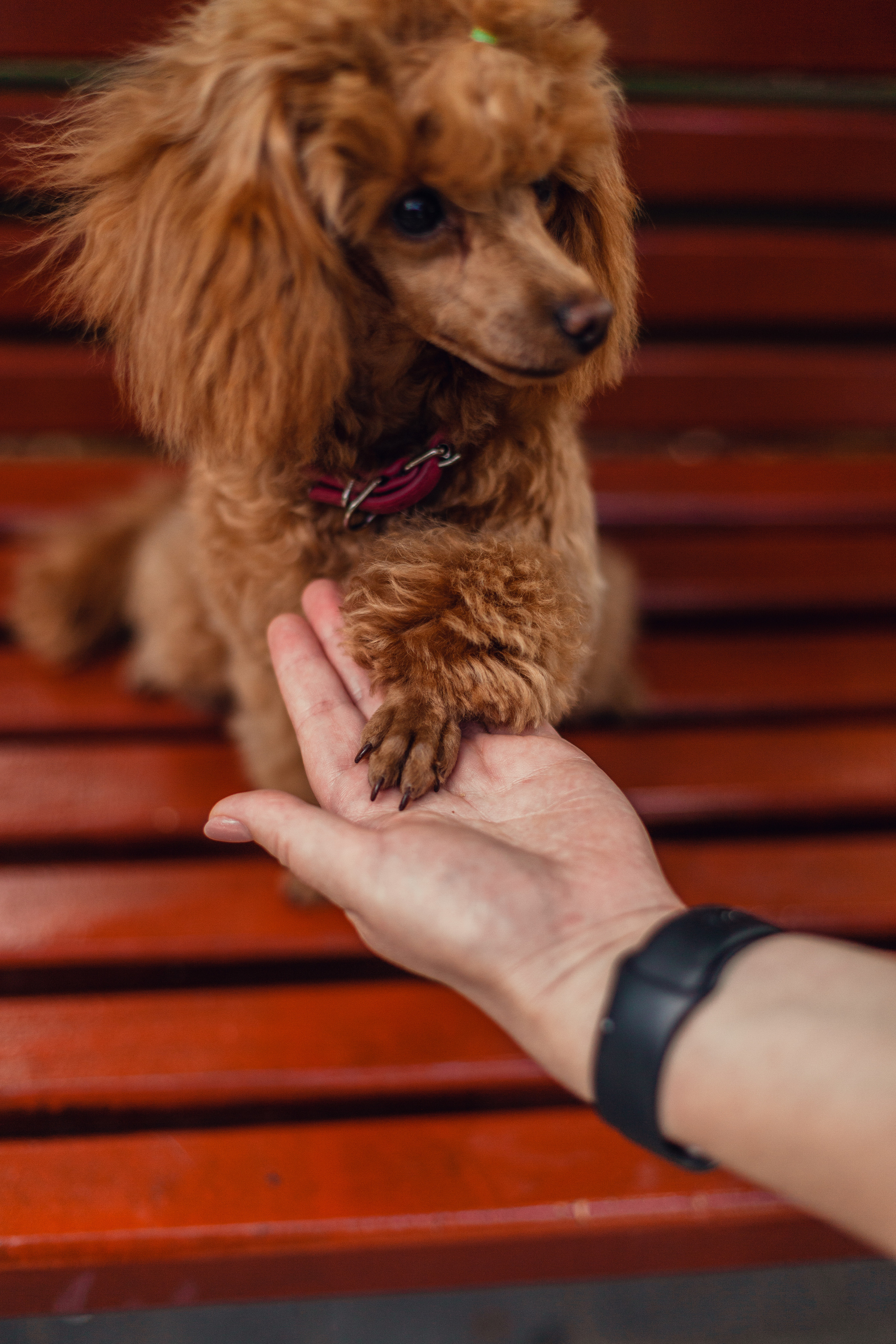 Оля и Ася. Фотограф-анималист Татьяна Степанова