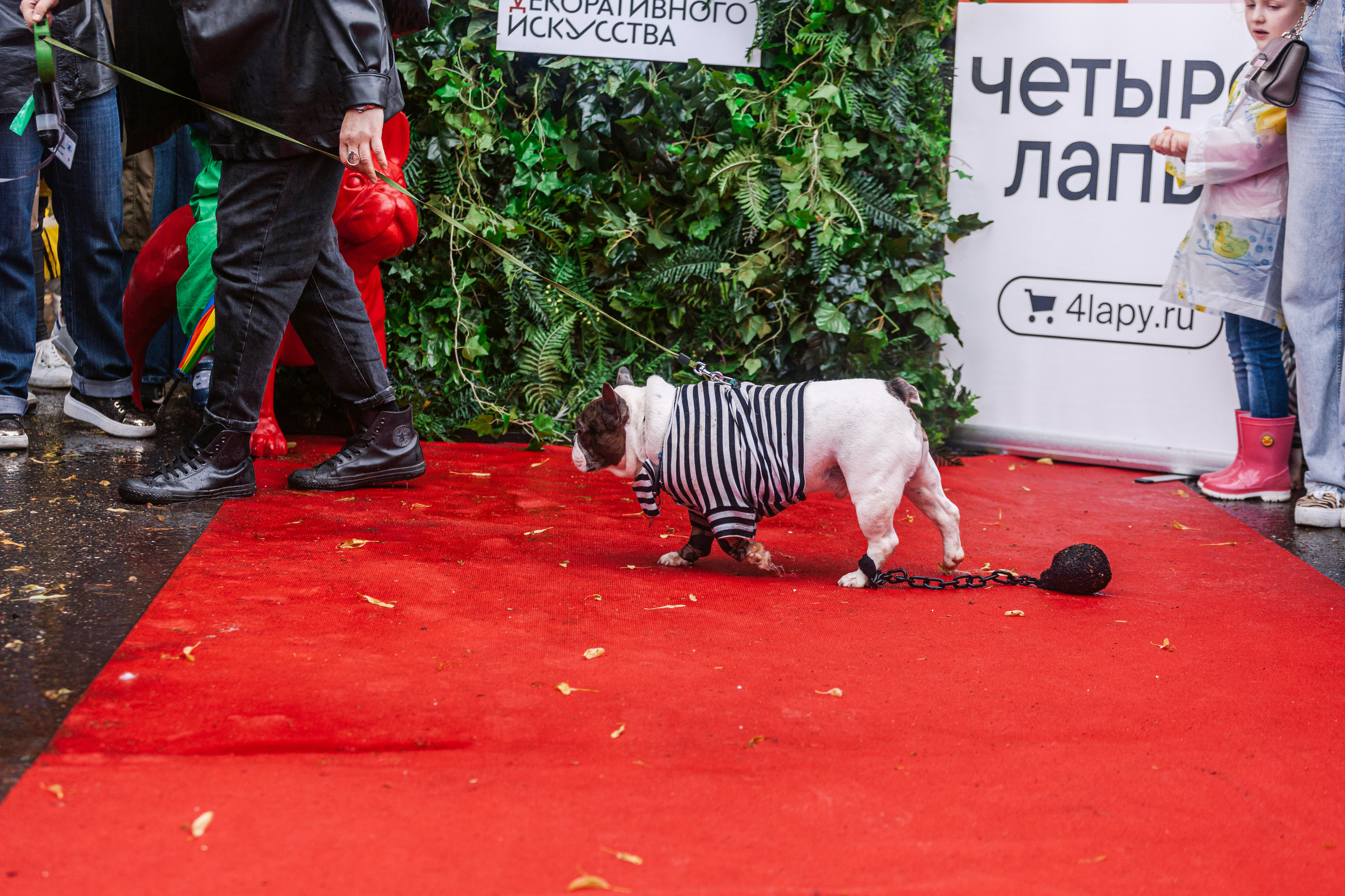 Парад французских бульдогов 15.07.2023. Фотограф-анималист Татьяна Степанова