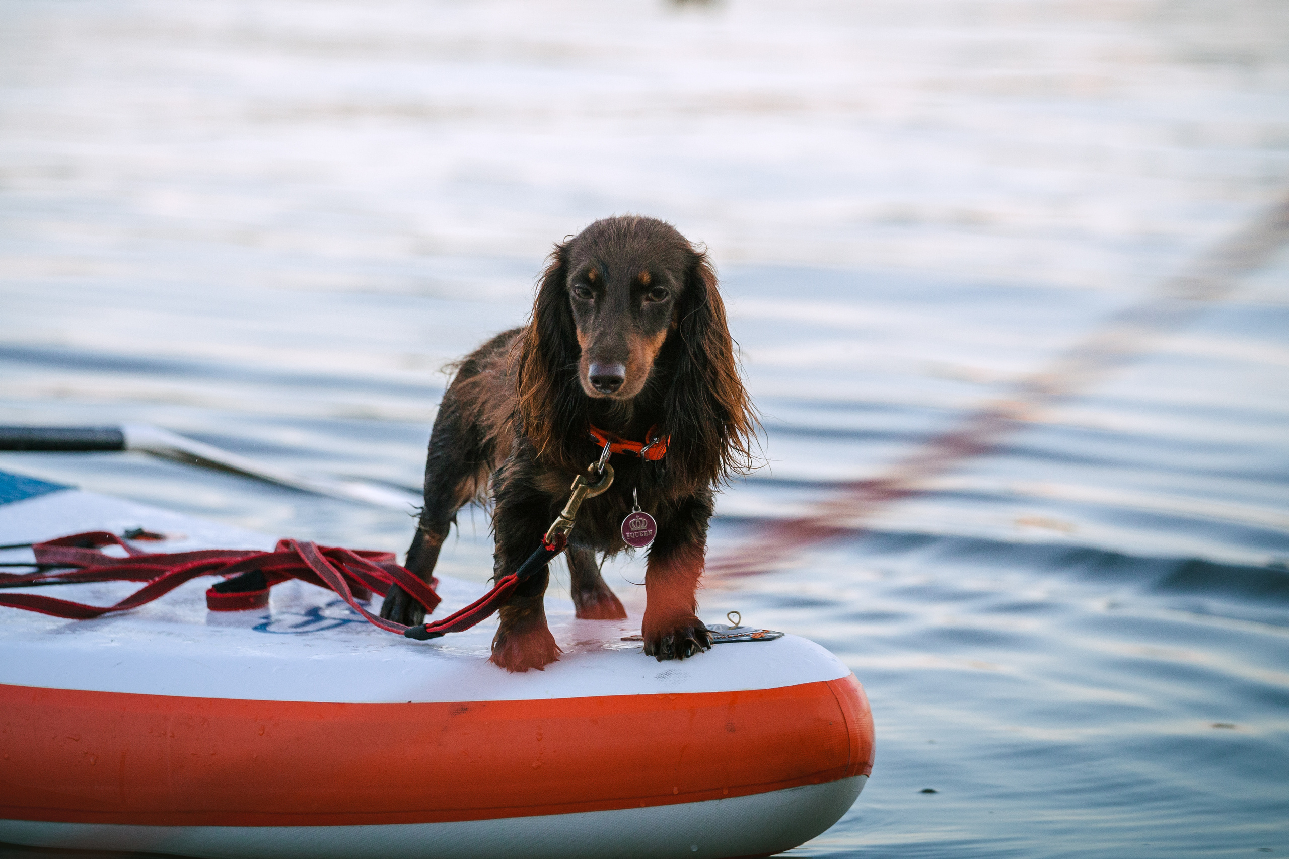 Света и Егор на сапах. Фотограф-анималист Татьяна Степанова