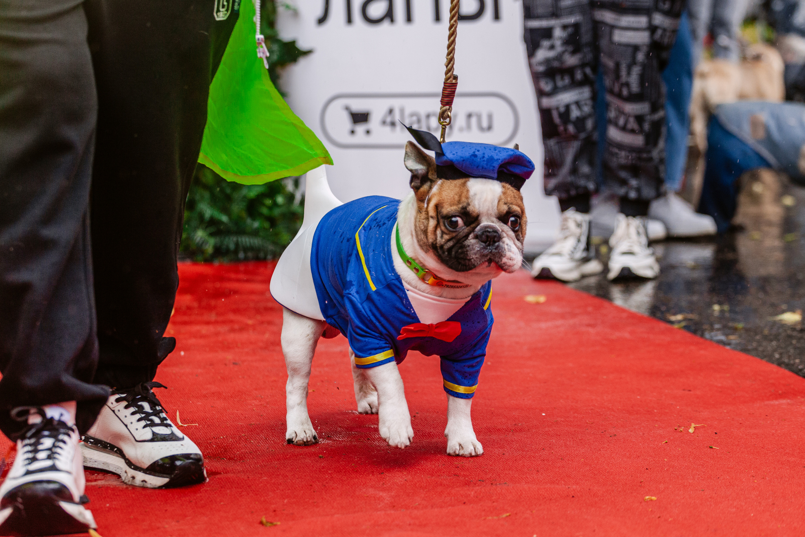 Парад французских бульдогов 15.07.2023. Фотограф-анималист Татьяна Степанова