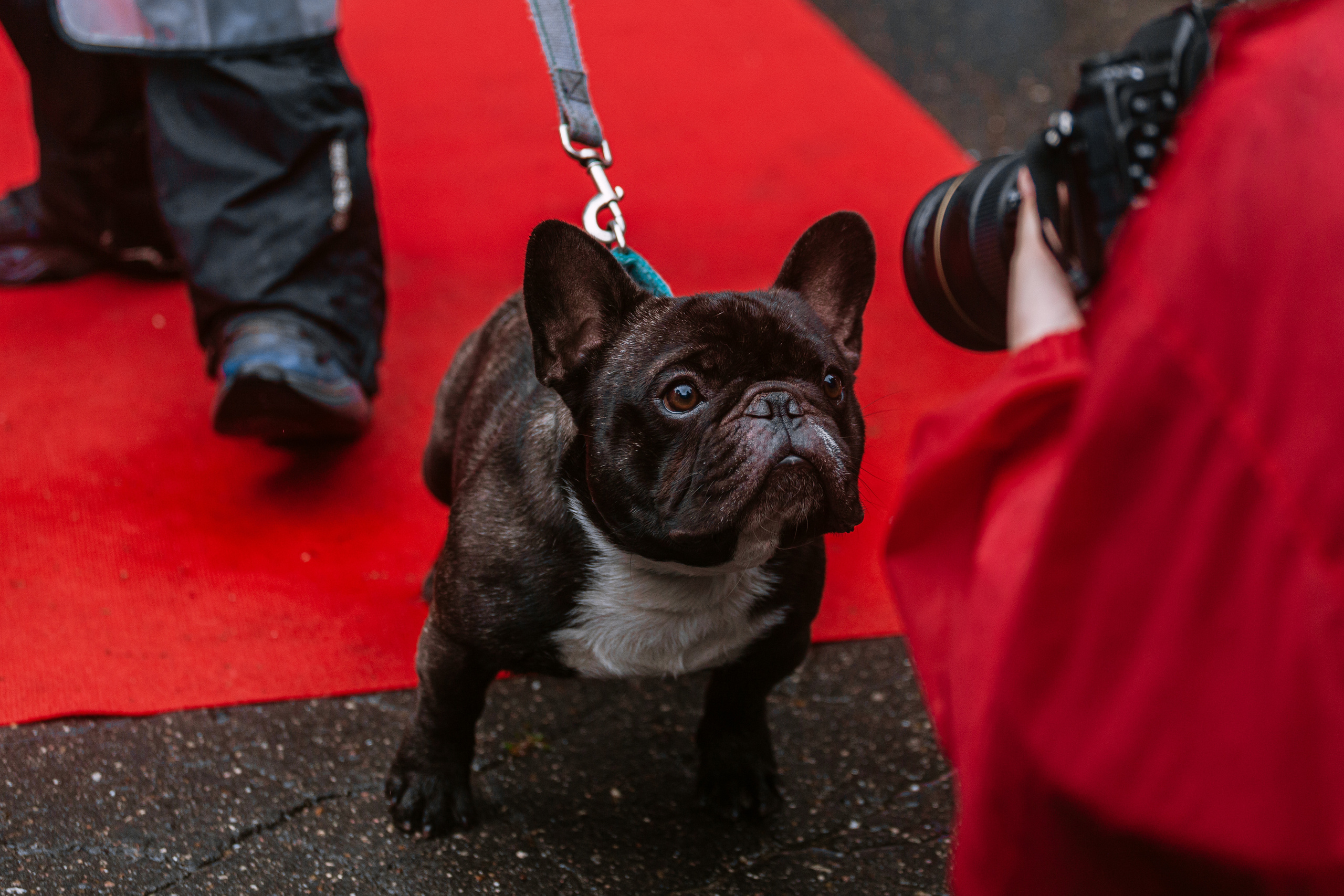 Парад французских бульдогов 15.07.2023. Фотограф-анималист Татьяна Степанова