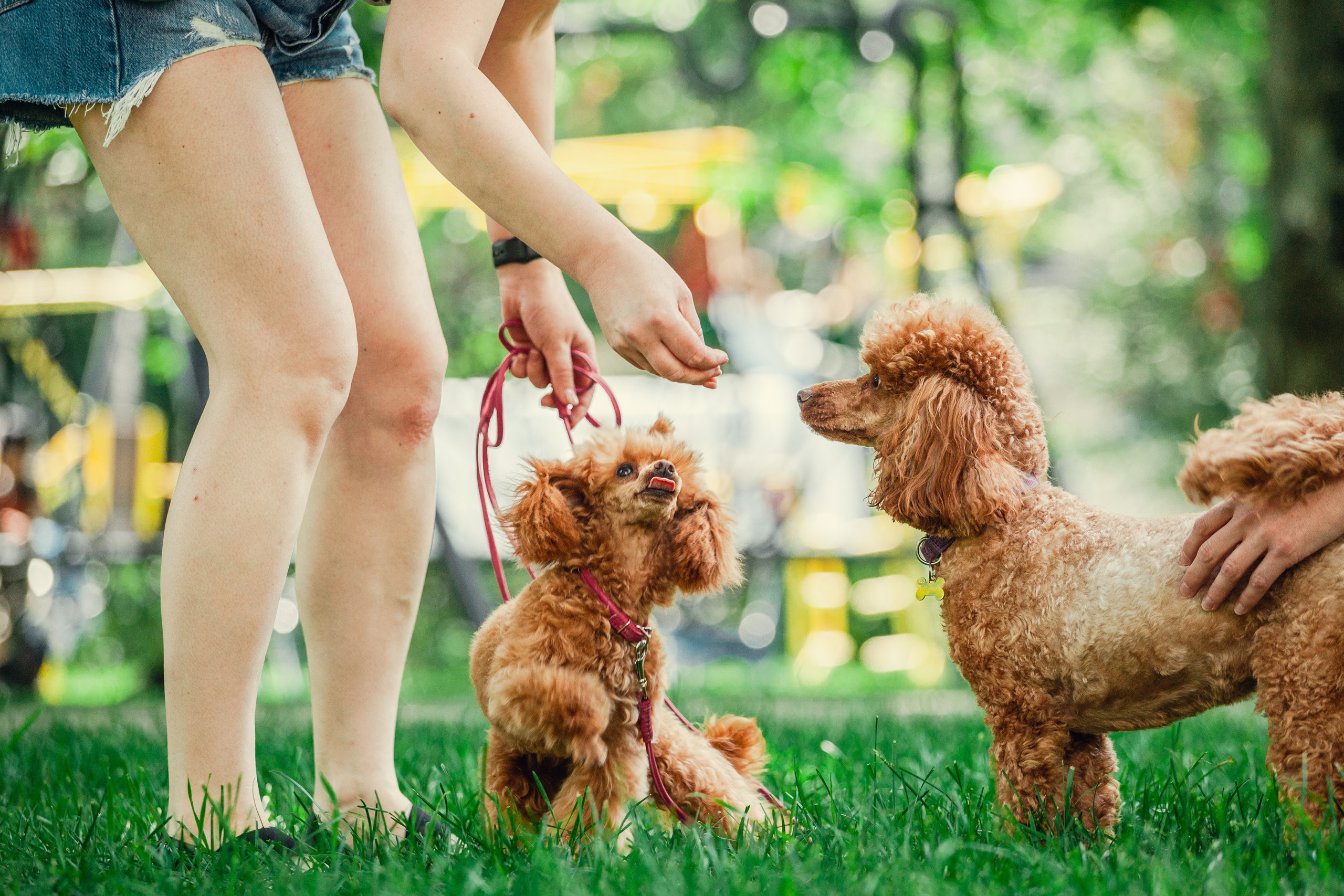 Оля и Ася. Фотограф-анималист Татьяна Степанова