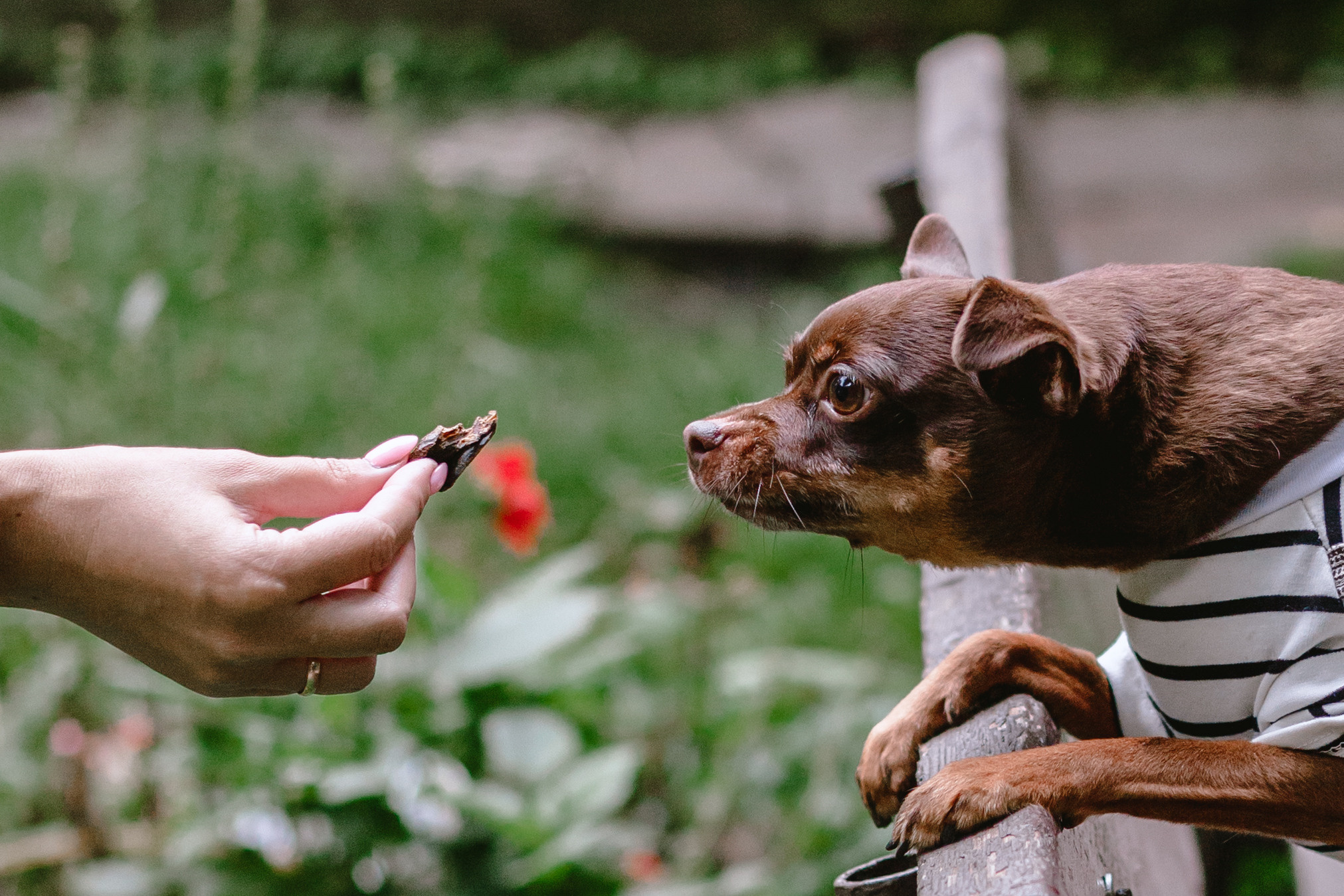 Юля и Леонид. Фотограф-анималист Татьяна Степанова