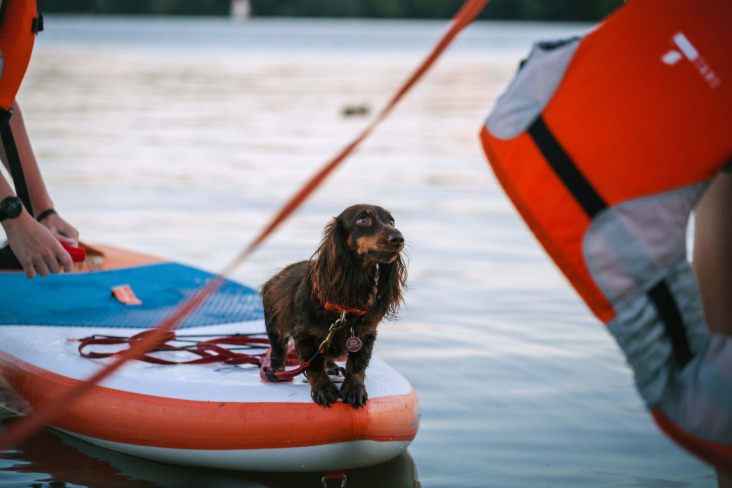 Света и Егор на сапах. Фотограф-анималист Татьяна Степанова