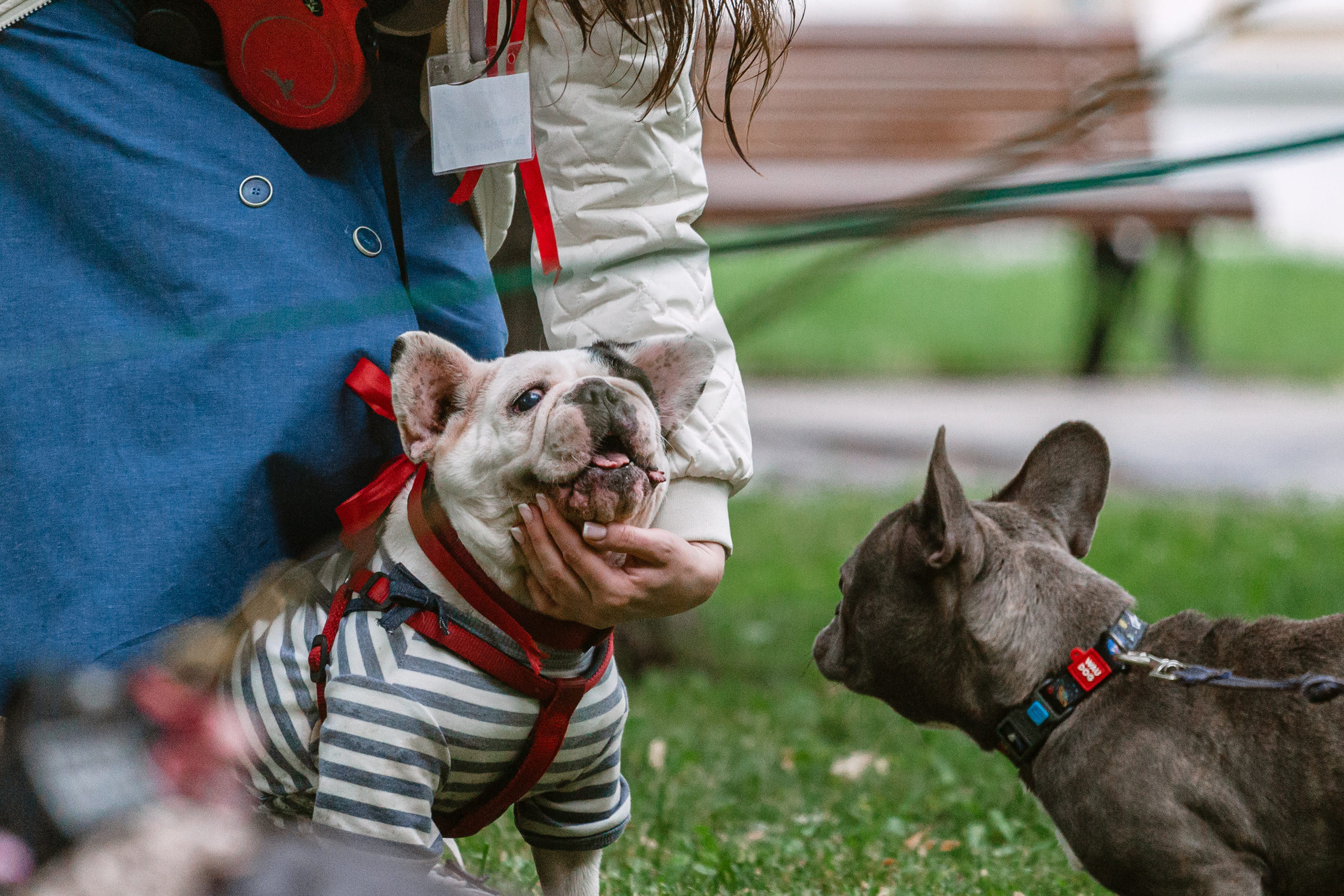 Парад французских бульдогов 15.07.2023. Фотограф-анималист Татьяна Степанова