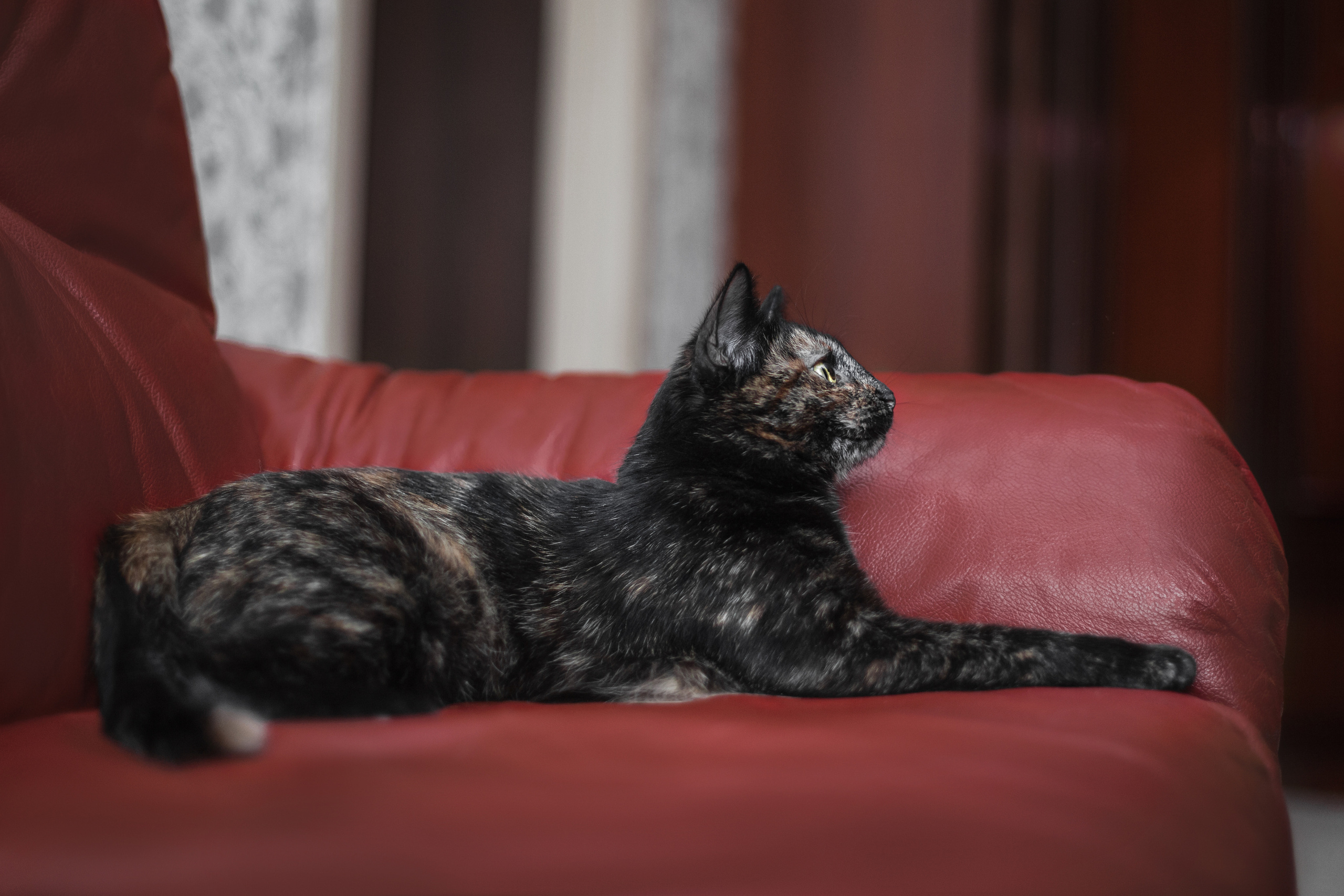 Кошка Черепашка 2023. Фотограф-анималист Татьяна Степанова