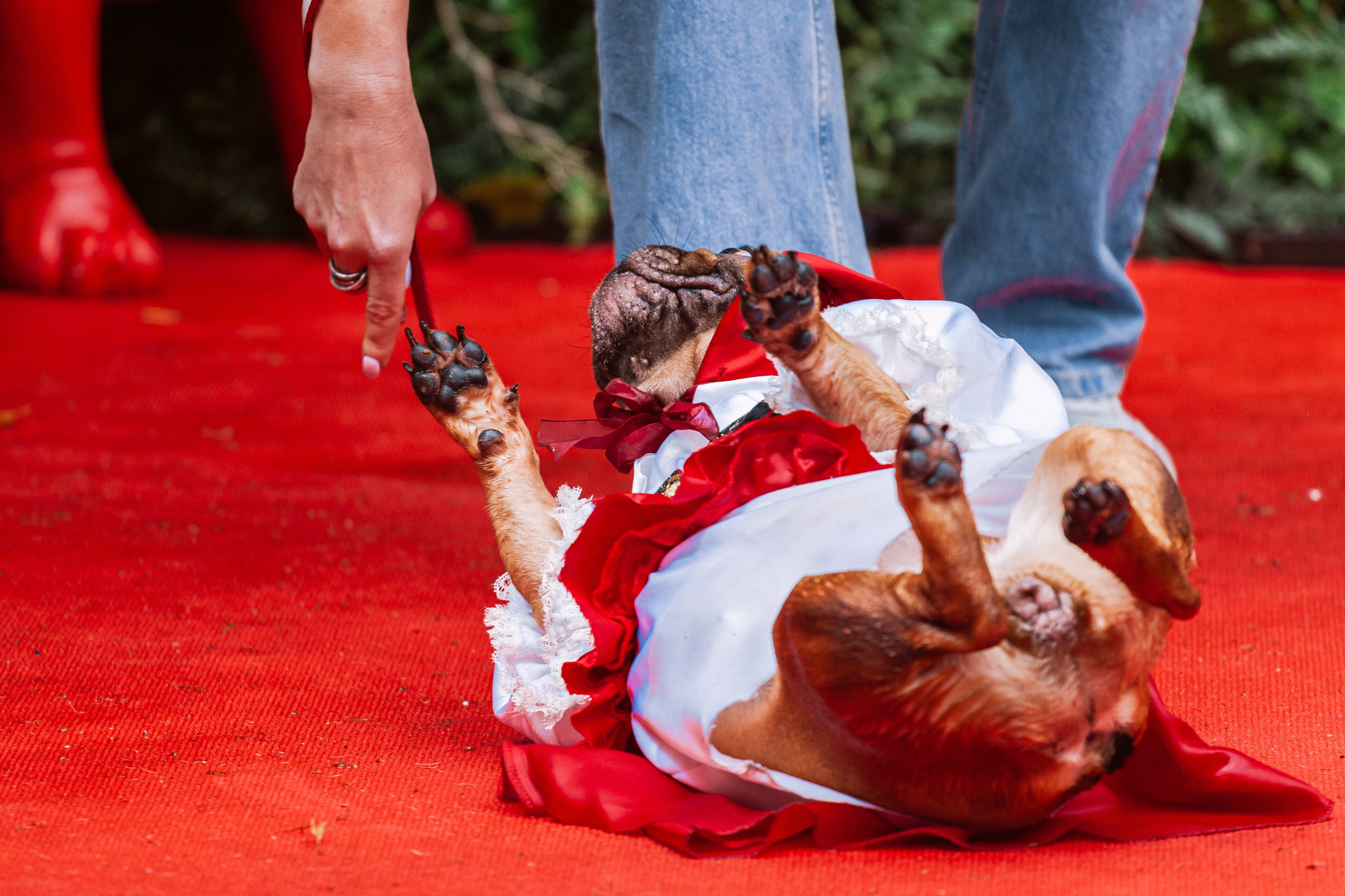 Парад французских бульдогов 15.07.2023. Фотограф-анималист Татьяна Степанова