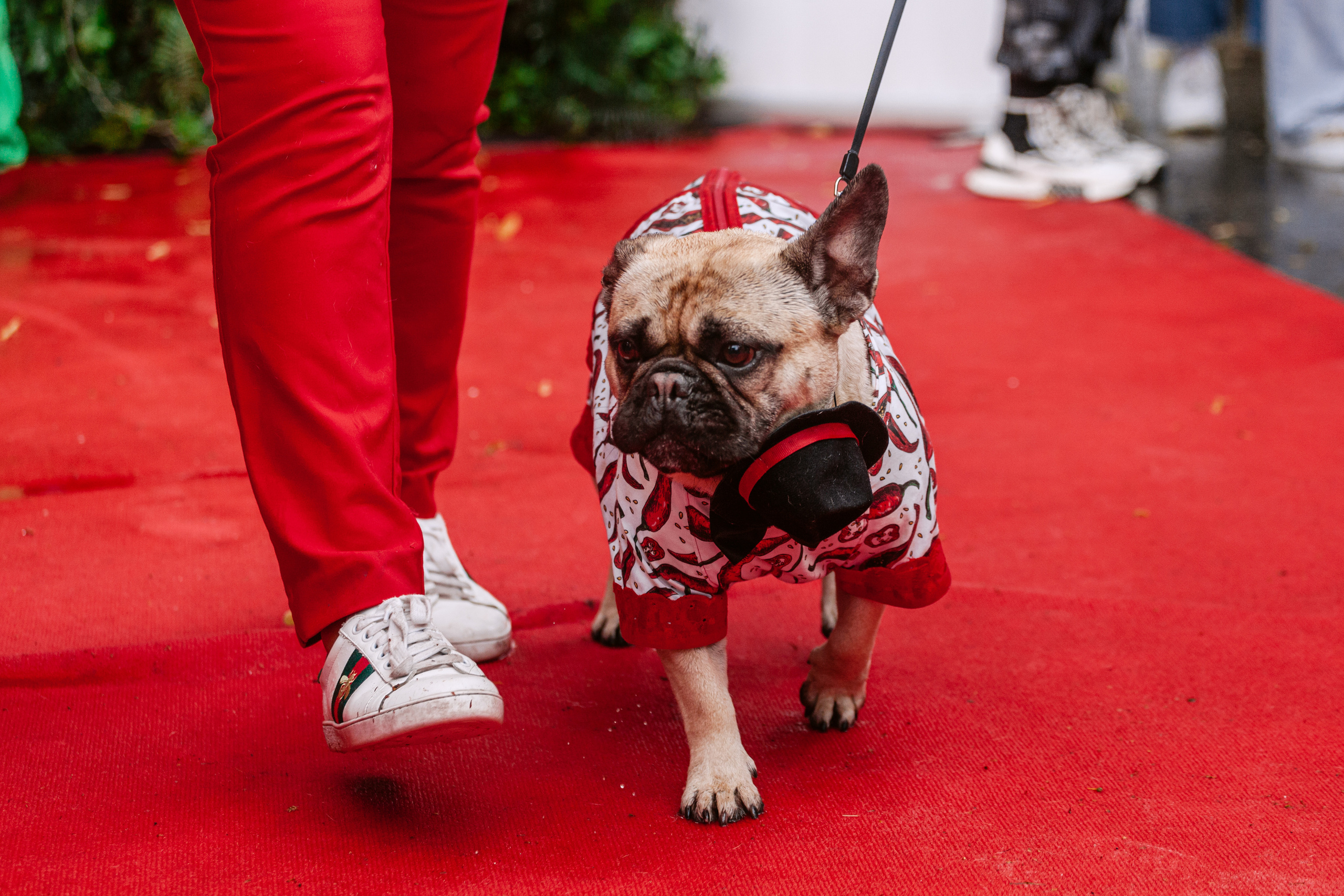Парад французских бульдогов 15.07.2023. Фотограф-анималист Татьяна Степанова