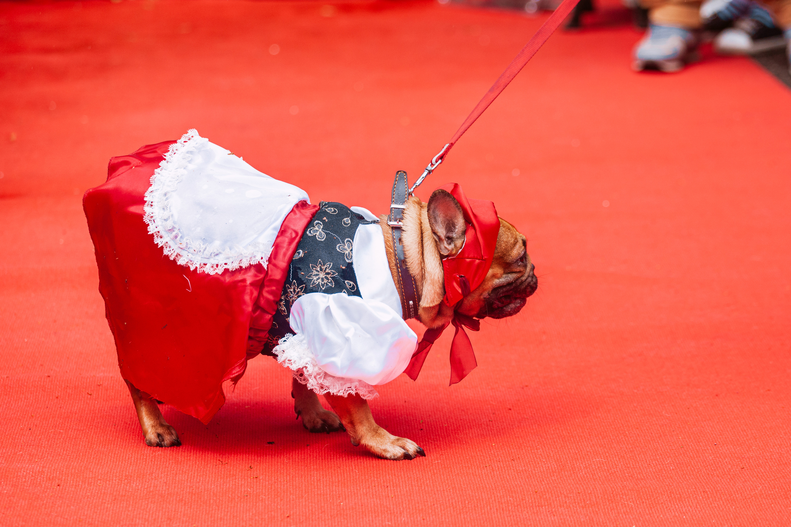 Парад французских бульдогов 15.07.2023. Фотограф-анималист Татьяна Степанова