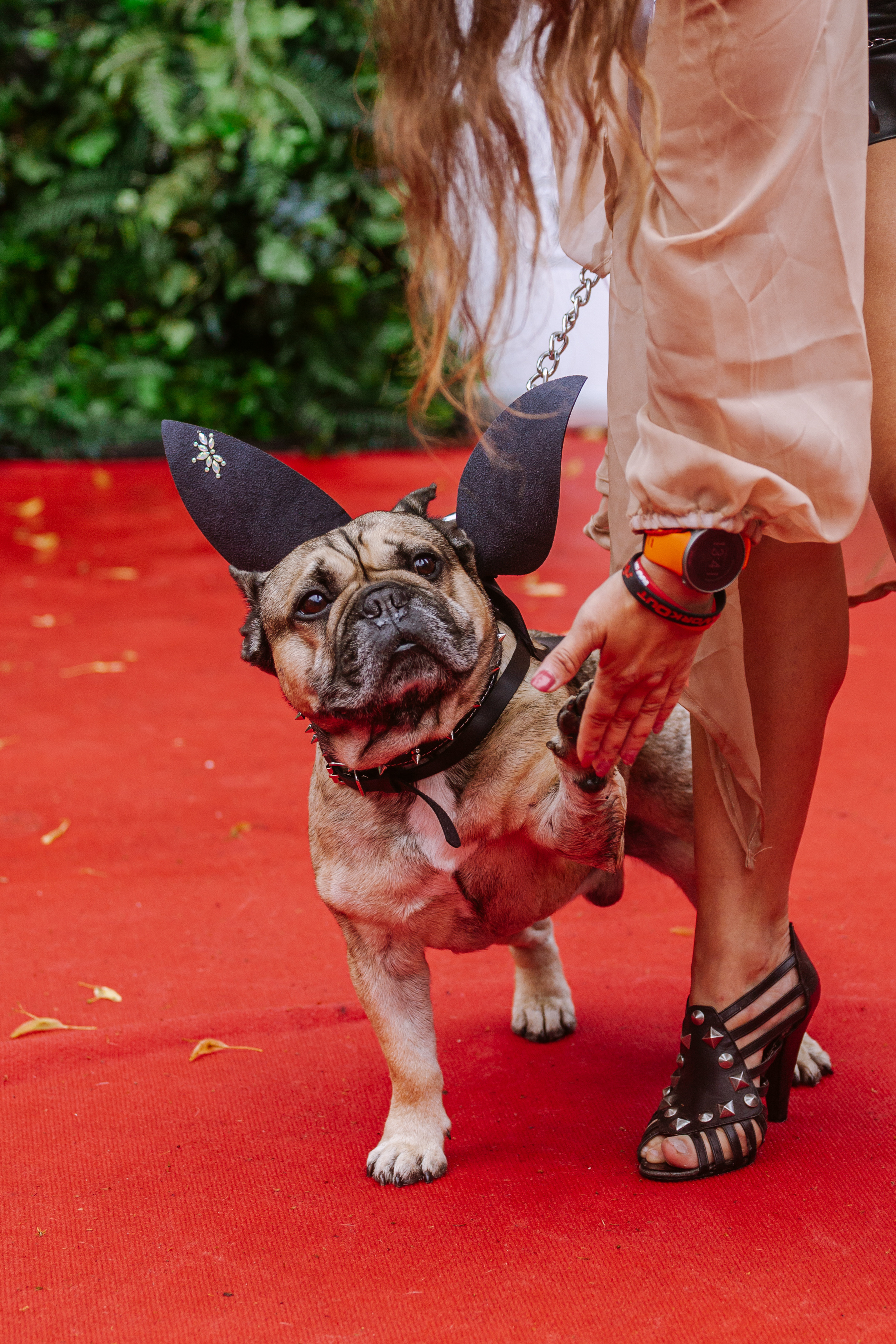 Парад французских бульдогов 15.07.2023. Фотограф-анималист Татьяна Степанова