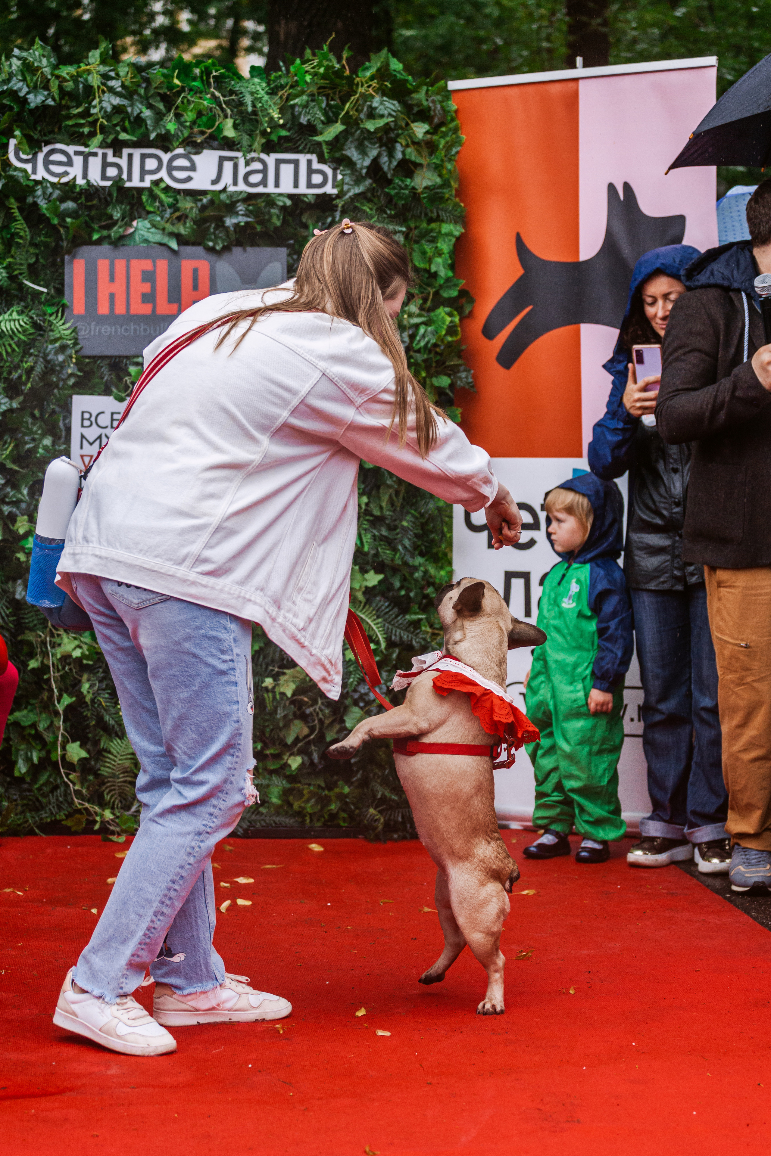 Парад французских бульдогов 15.07.2023. Фотограф-анималист Татьяна Степанова