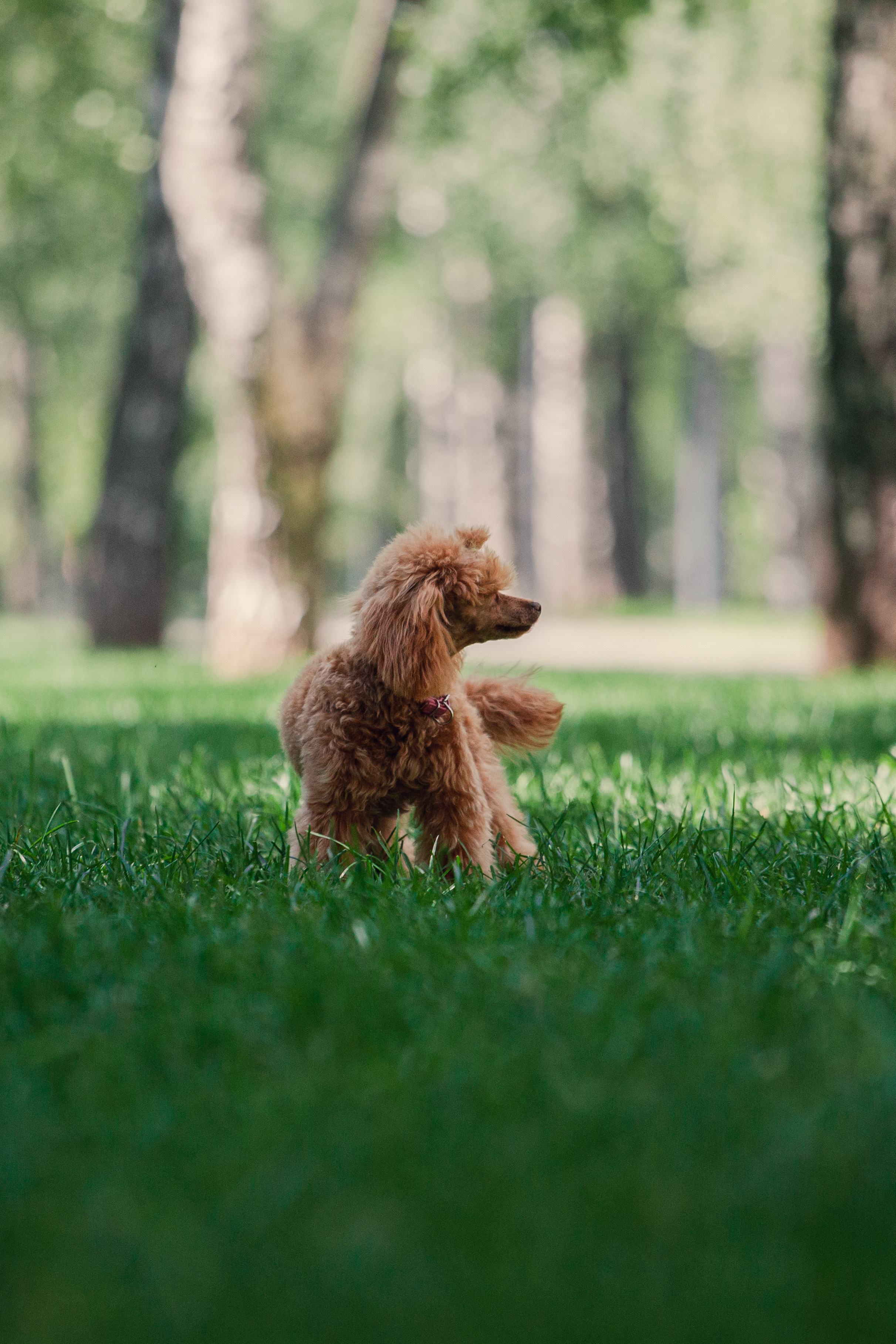 Оля и Ася. Фотограф-анималист Татьяна Степанова