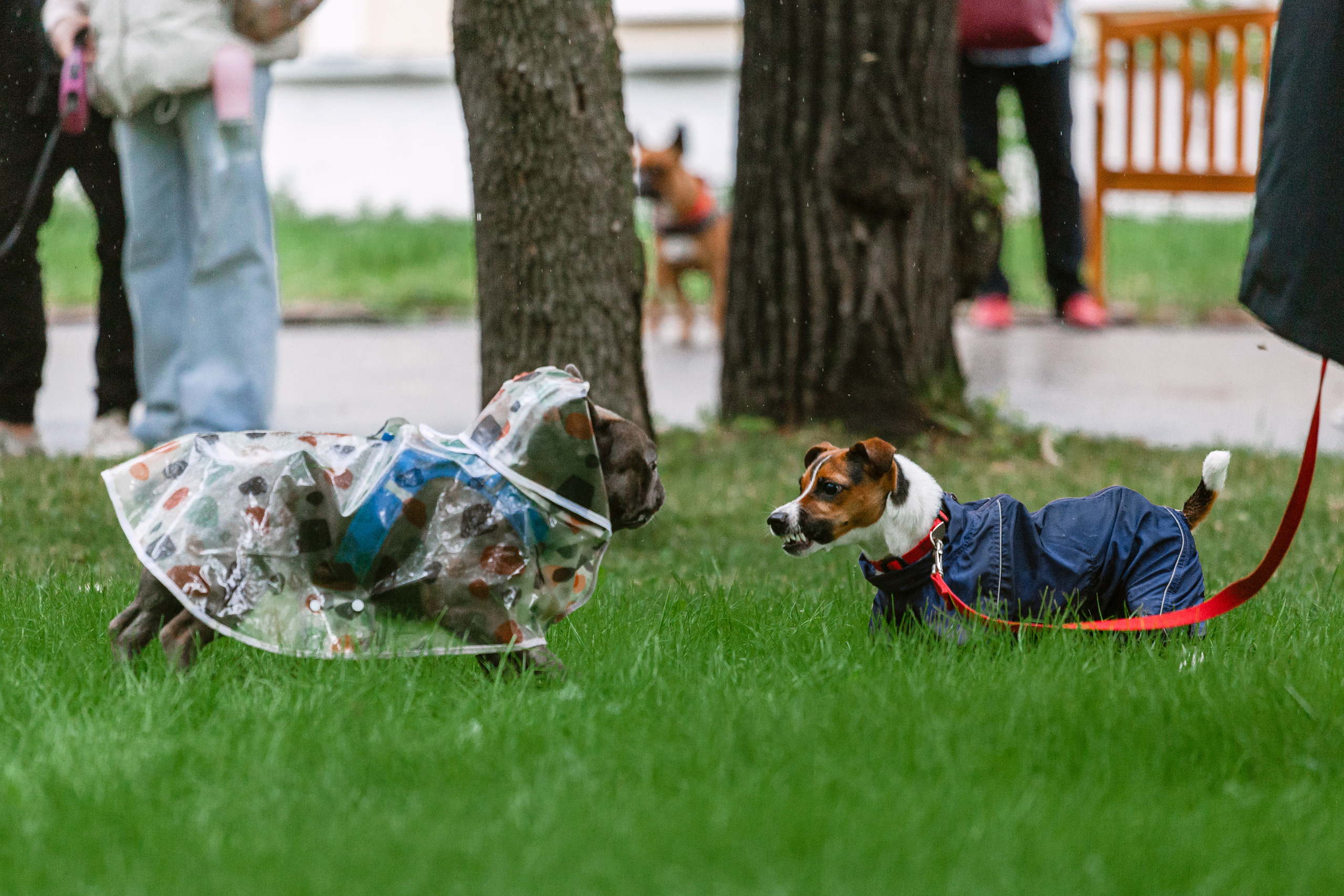 Парад французских бульдогов 15.07.2023. Фотограф-анималист Татьяна Степанова