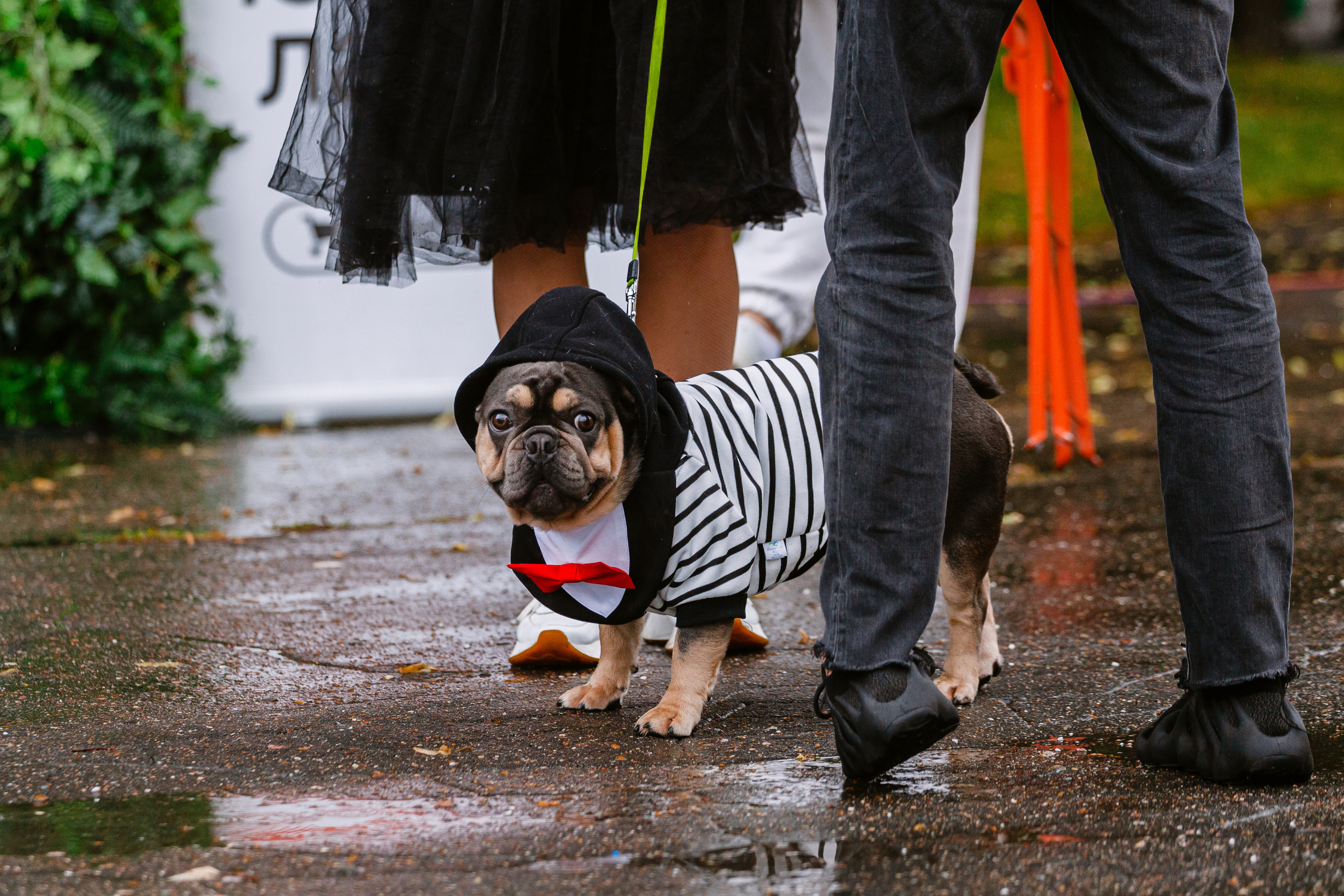 Парад французских бульдогов 15.07.2023. Фотограф-анималист Татьяна Степанова