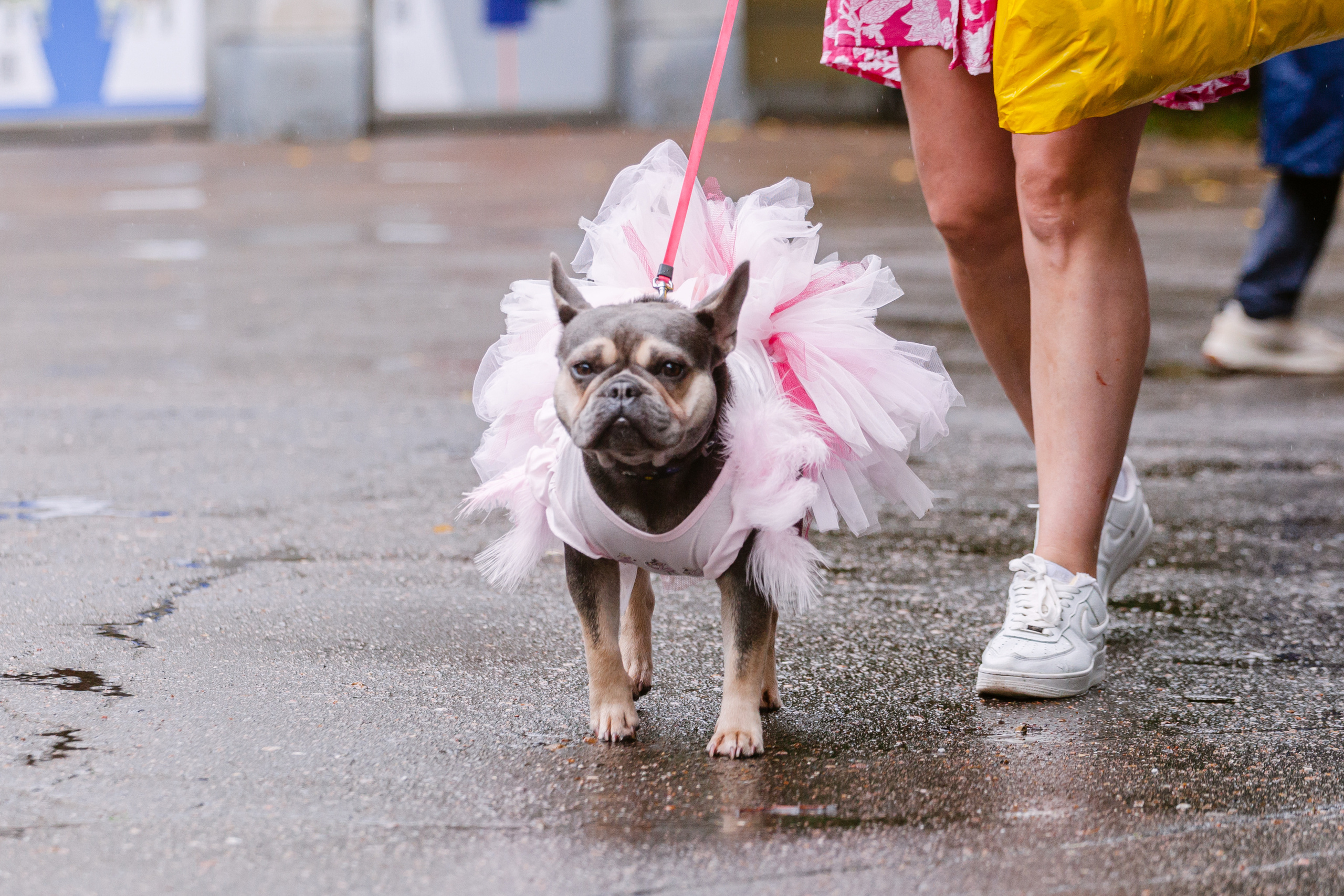 Парад французских бульдогов 15.07.2023. Фотограф-анималист Татьяна Степанова