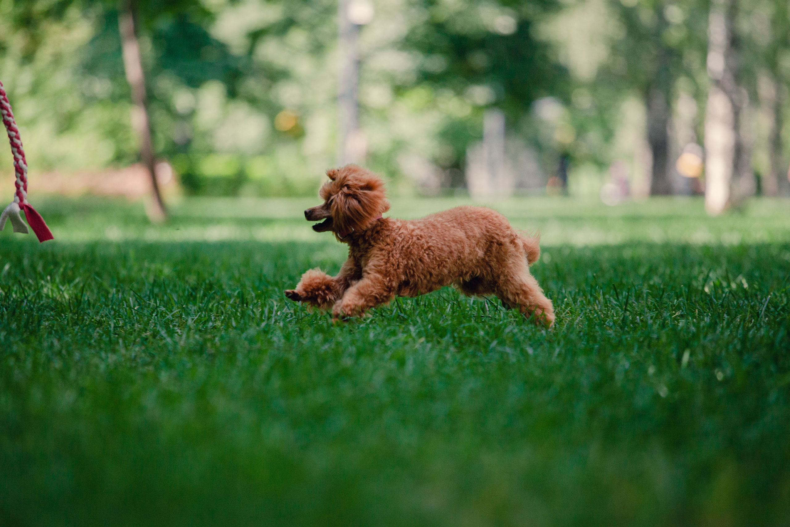 Оля и Ася. Фотограф-анималист Татьяна Степанова
